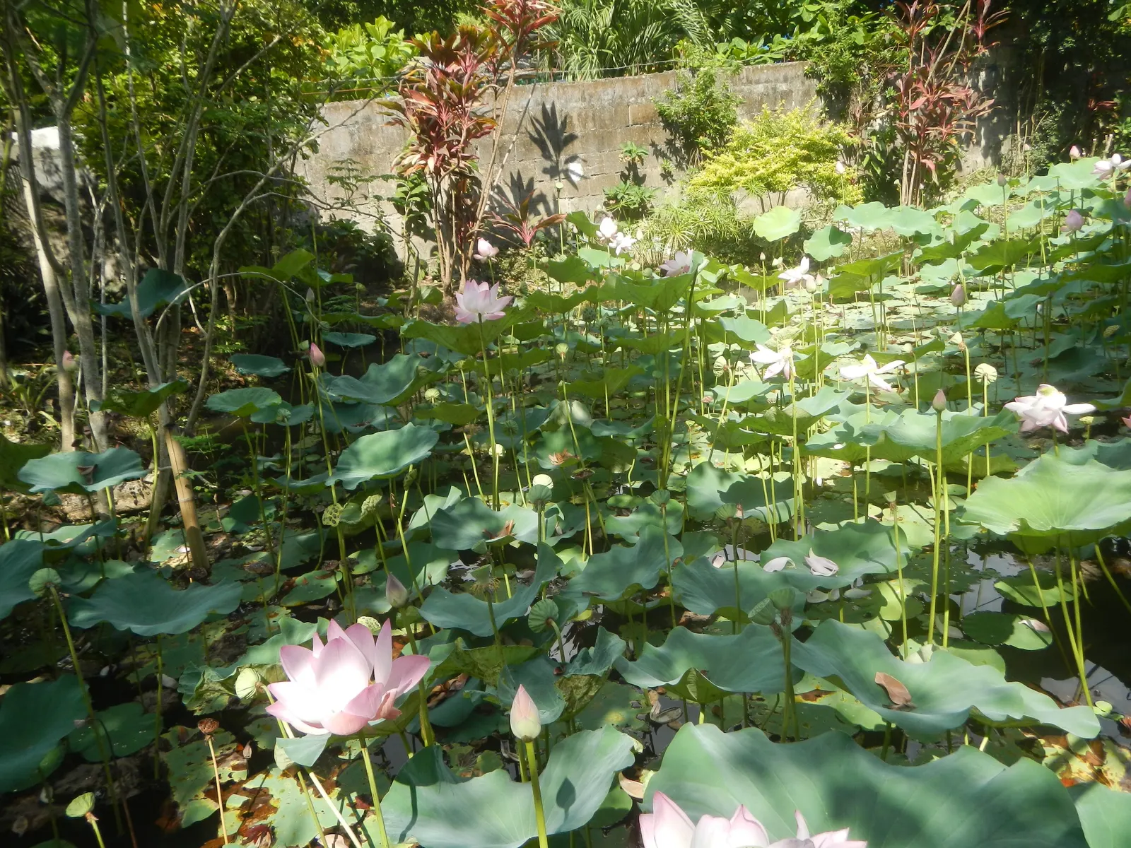 Lotus (Nelumbo Nucifera) — adding a touch of tranquility to the scene
