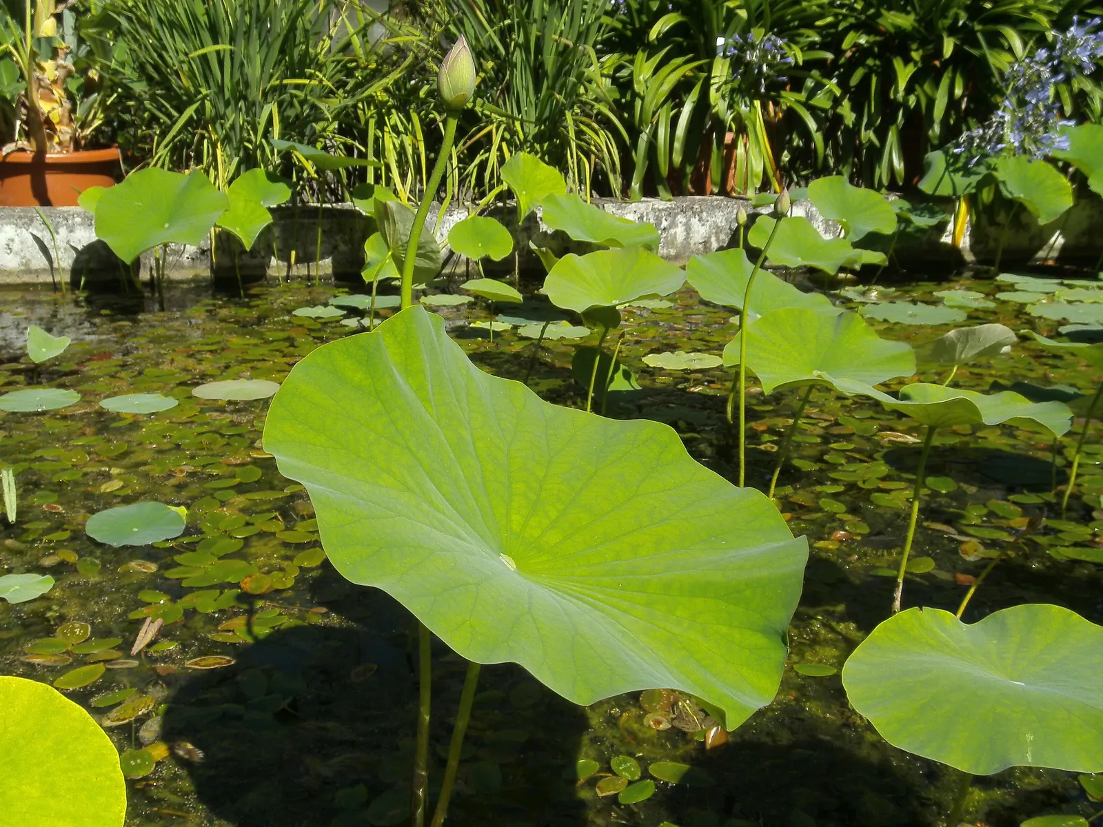 Lotus (Nelumbo Nucifera) — Hardy in USDA zones 4 to 10; native to tropical Asia and Queensland