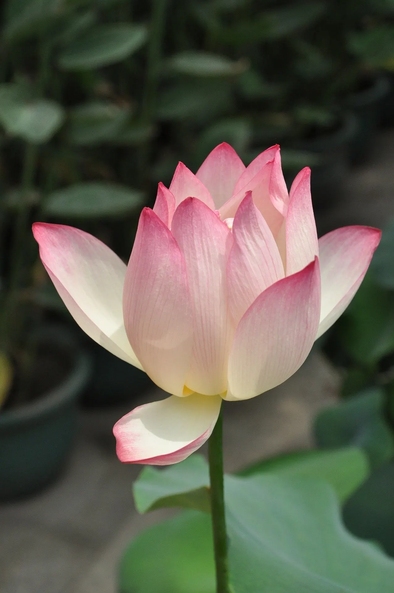 Lotus (Nelumbo Nucifera) — Regular fertilizing with aquatic plant food from spring to summer will help maintain their sumptuous display; while, image 78