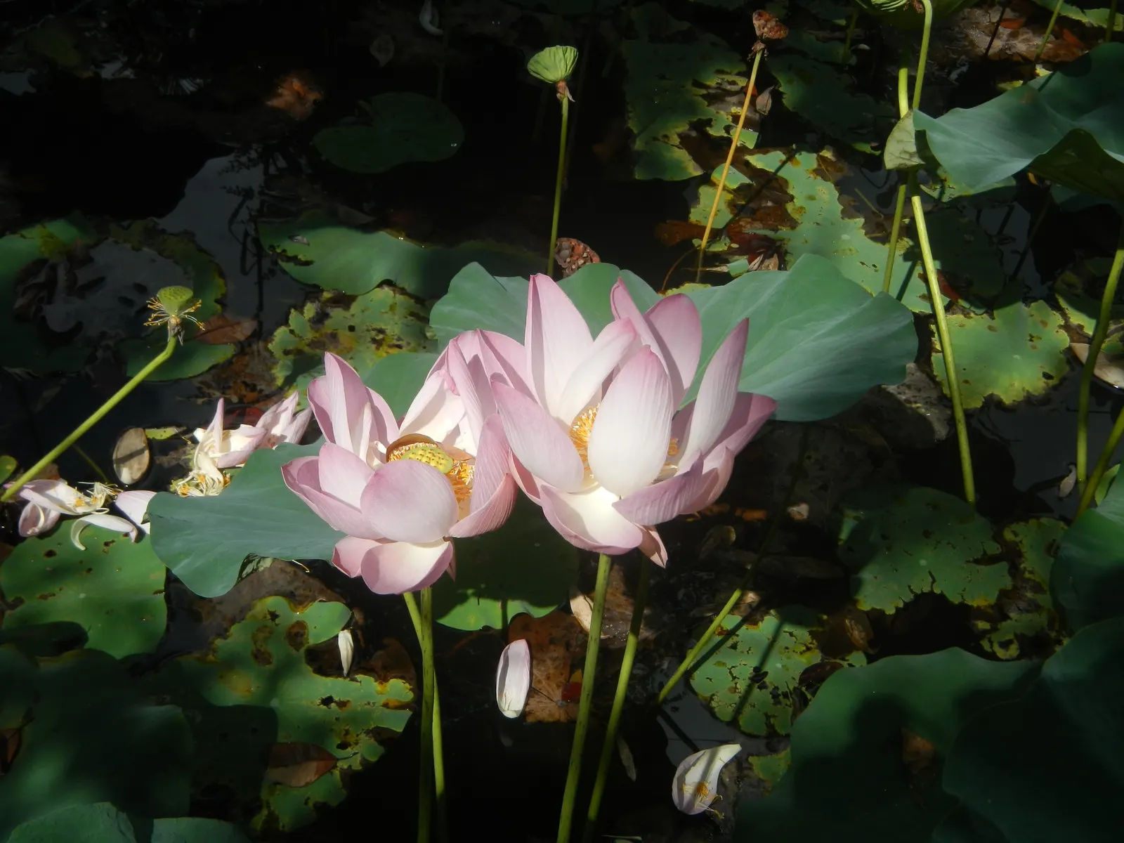 Lotus (Nelumbo Nucifera) — which demand clear visibility