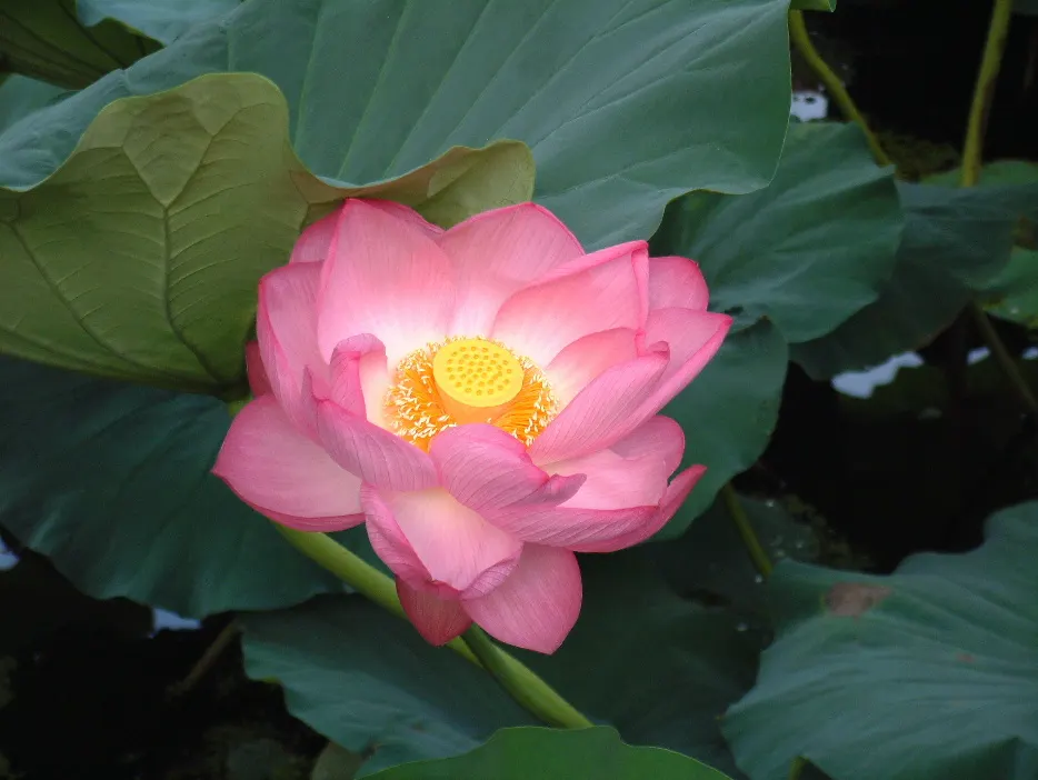 Lotus (Nelumbo Nucifera) — aquatic with pink and white blooms; hardy in USDA zones 4 to 10