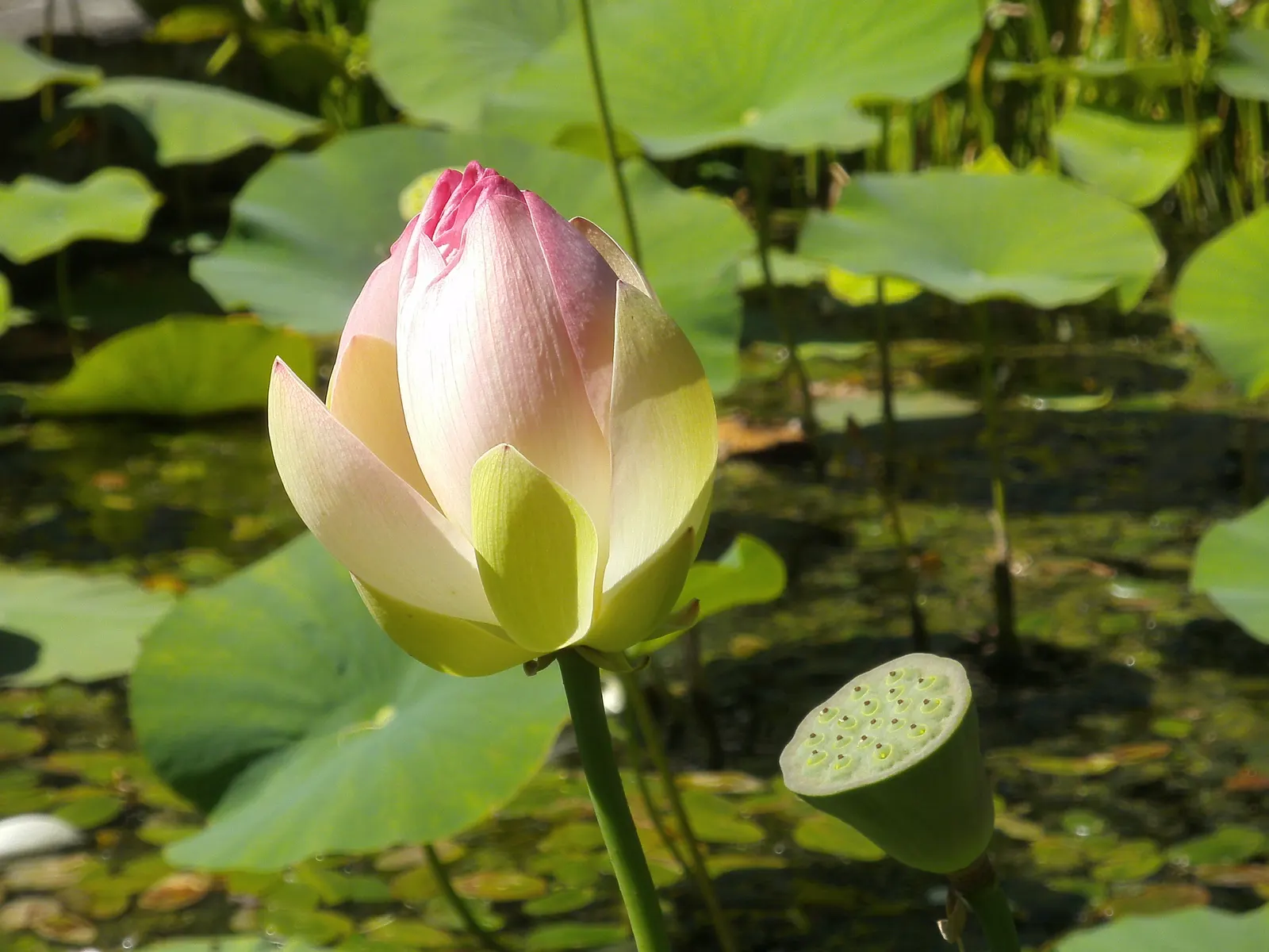 Lotus (Nelumbo Nucifera) — ensure ample space for growth and consider the impressive size of their leaves and flowers; with colors ranging from white and pink
