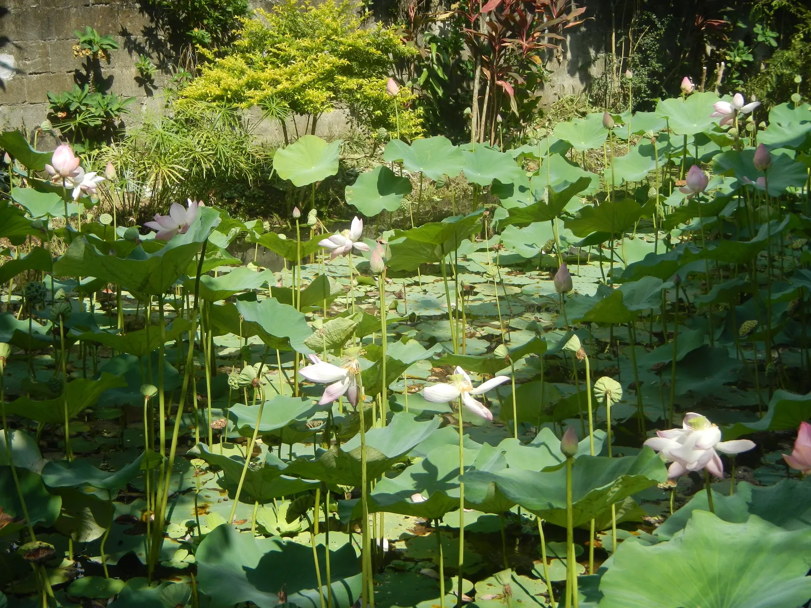 Lotus (Nelumbo Nucifera) — Revered for its beauty and symbolism, the Lotus thrives in still water features, adding a tranquil focal point, image 86