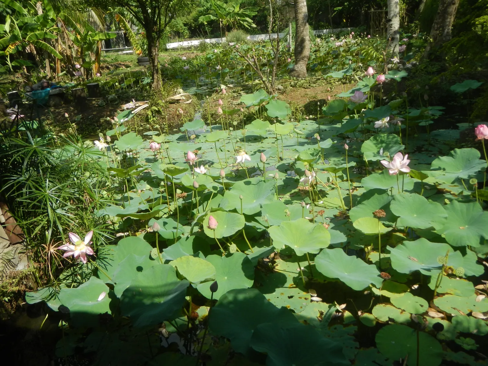 Lotus (Nelumbo Nucifera) — Regular fertilizing with aquatic plant food from spring to summer will help maintain their sumptuous display