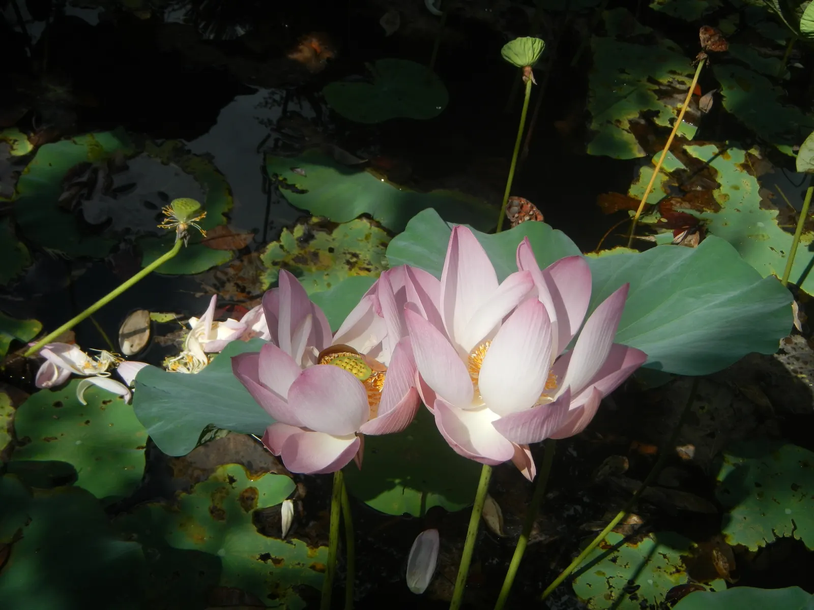 Lotus (Nelumbo Nucifera) — aquatic with pink and white blooms; hardy in USDA zones 4 to 10, image 80