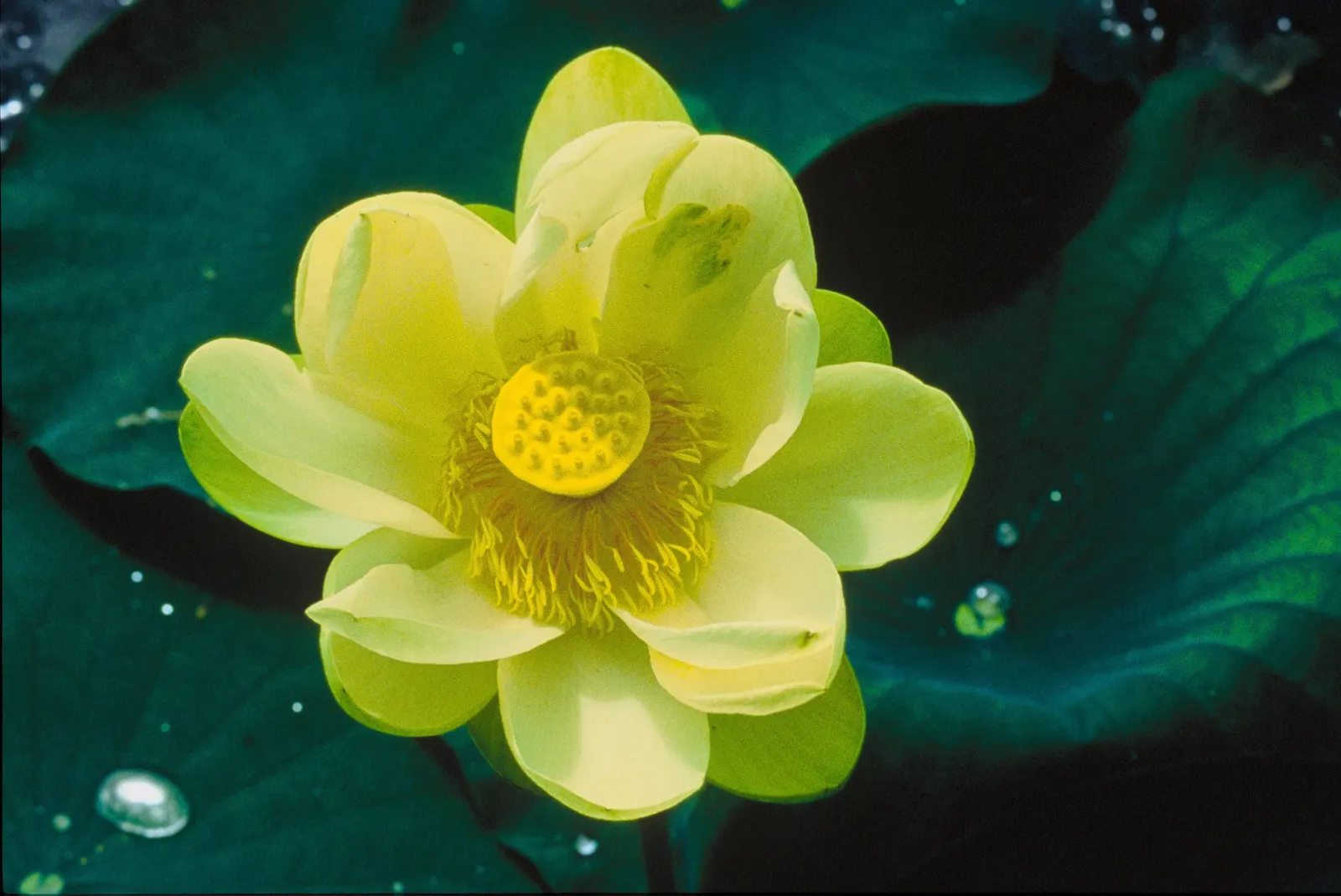 Lotus (Nelumbo Nucifera) — pink and white flowers in the garden; the Lotus plants can spread generously