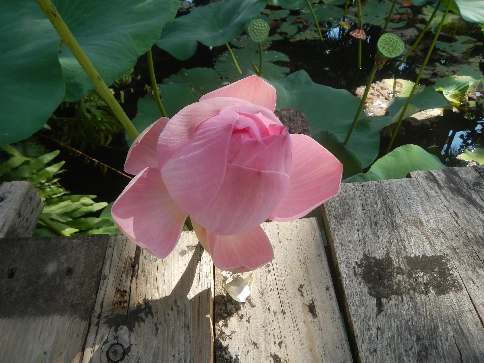 Lotus (Nelumbo Nucifera) — Leaves reach up to 24 inches in diameter; with their leaf diameters spanning up to 2 feet, image 83