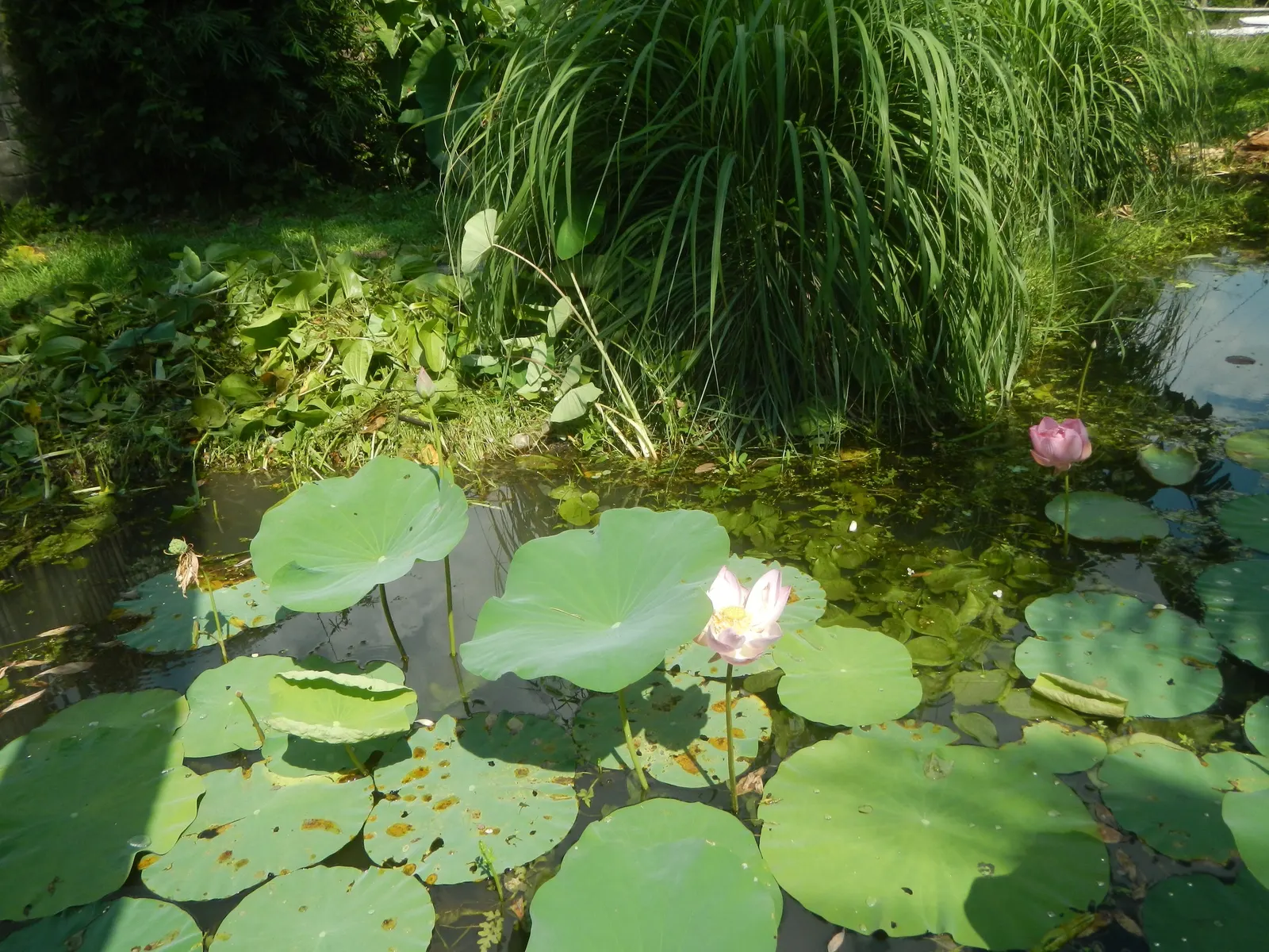 Lotus (Nelumbo Nucifera) — Leaves reach up to 24 inches in diameter
