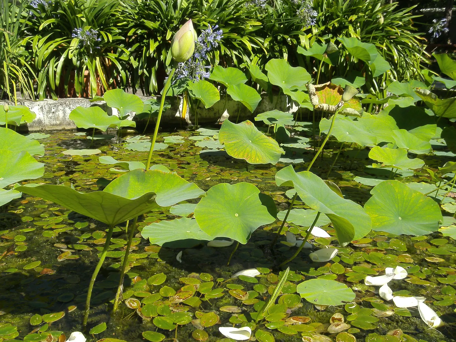 Lotus (Nelumbo Nucifera) — is known for its captivating blooms that rise above the water's surface up to eight inches on erect stalks; also revered, image 63