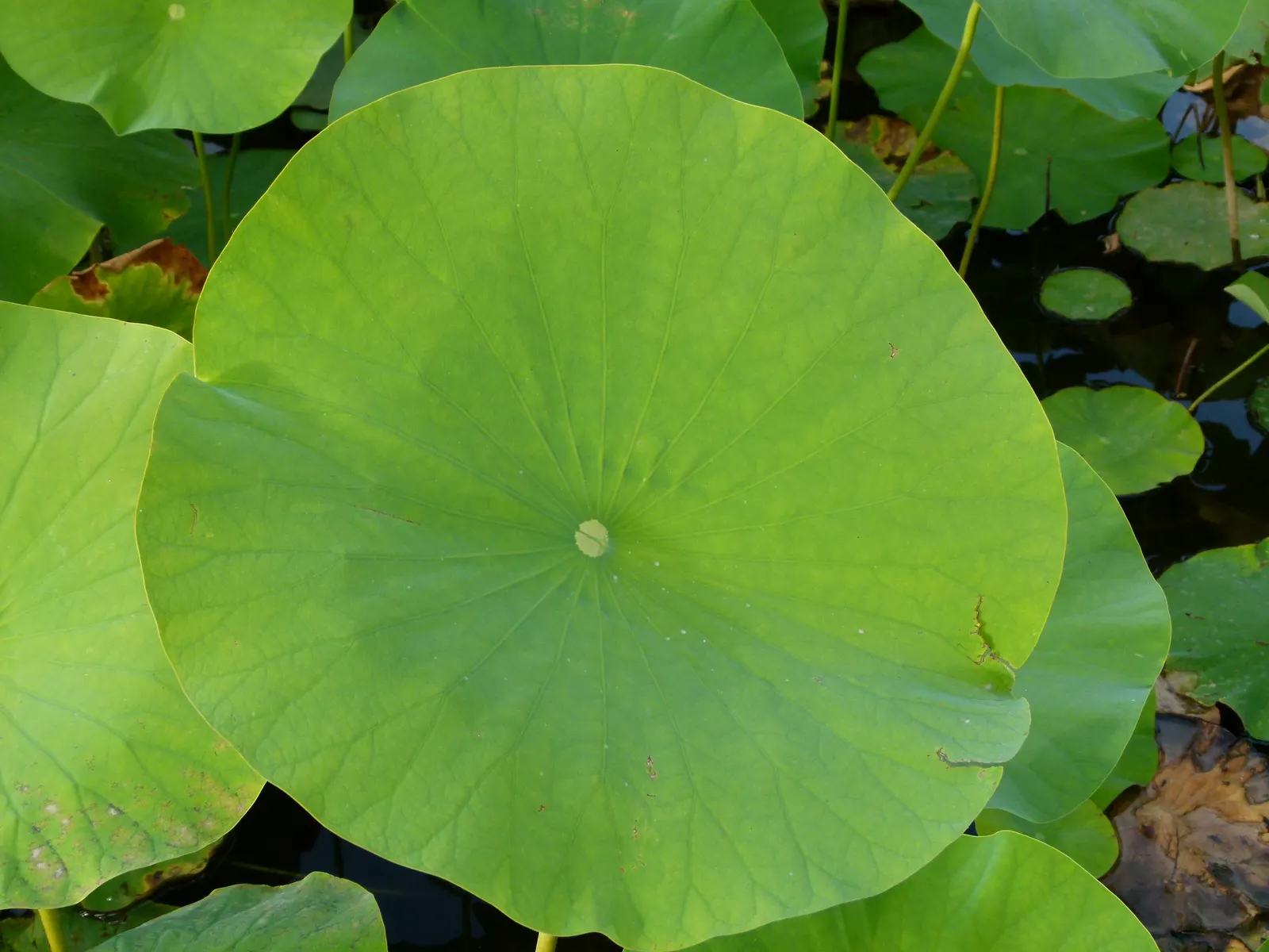 Lotus (Nelumbo Nucifera) — Ideal for zones 4-10, it requires full sun and a depth of 12-18 inches of water