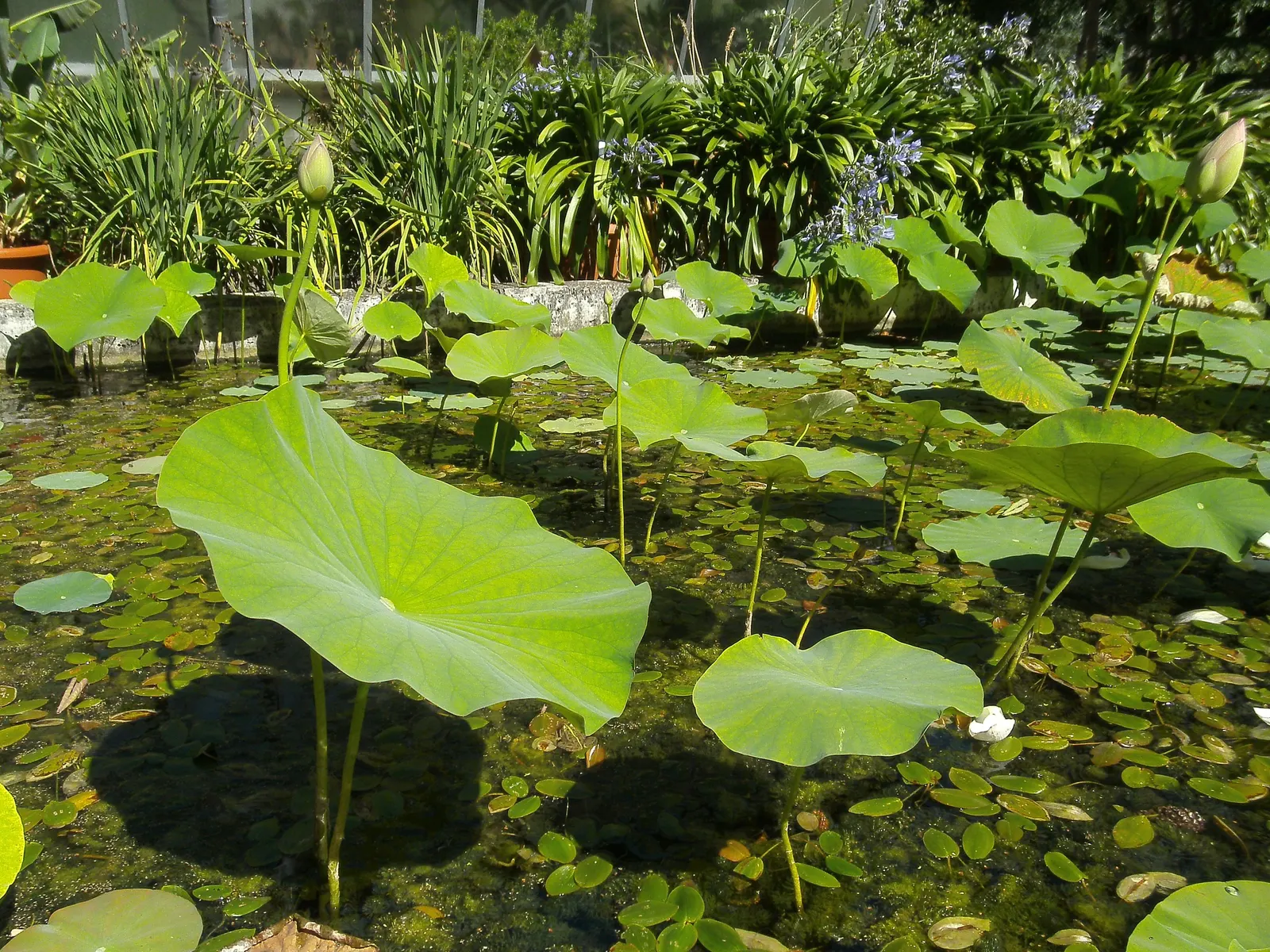 Lotus (Nelumbo Nucifera) — while vivid flowers spanning 8-12 inches emerge on 3-4 feet stalks; nelumbo nucifera prefers a warm, image 84