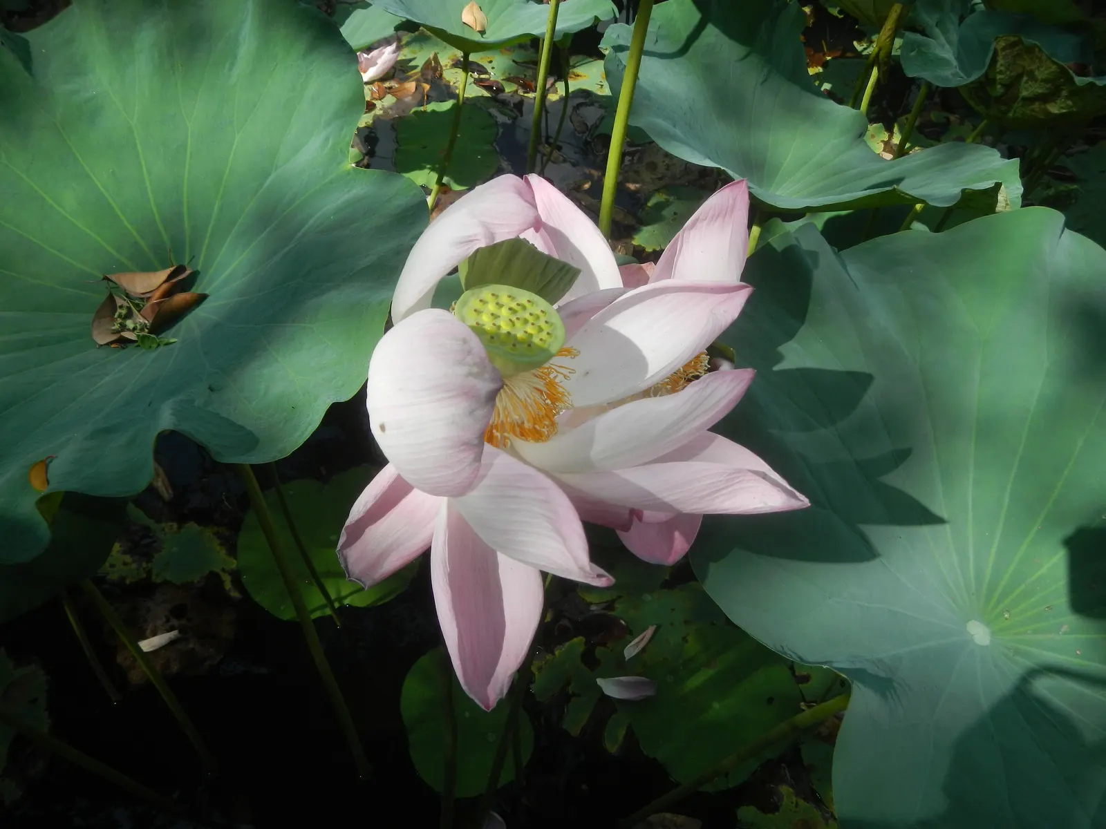 Lotus (Nelumbo Nucifera) — The Lotus plants can spread generously; making the plant remarkably self-cleaning, image 64