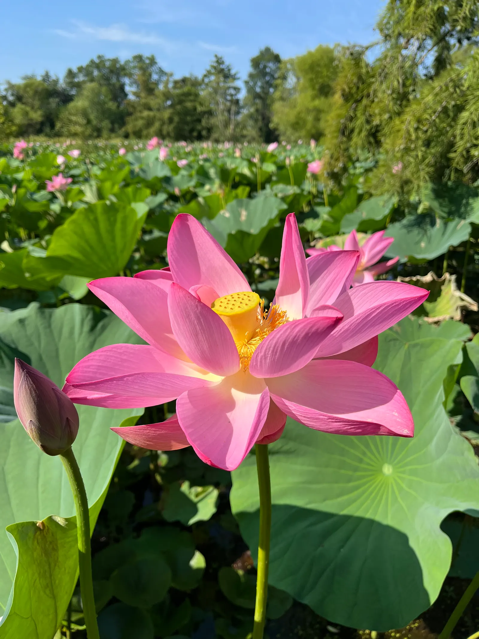 Lotus (Nelumbo Nucifera) — also revered as the Sacred Lotus; displaying an impressive 'lotus effect' where water beads off, image 87