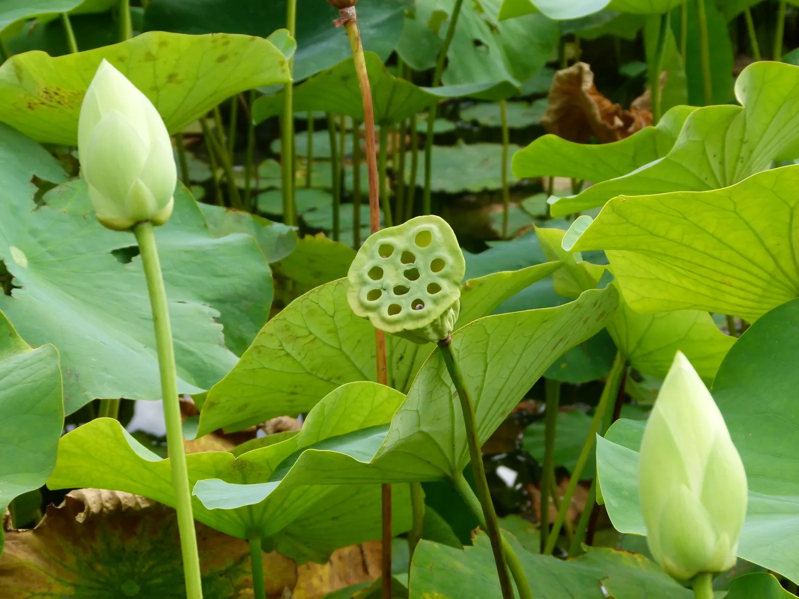 Lotus (Nelumbo Nucifera) — native to tropical Asia and Queensland; aquatic with pink and white blooms