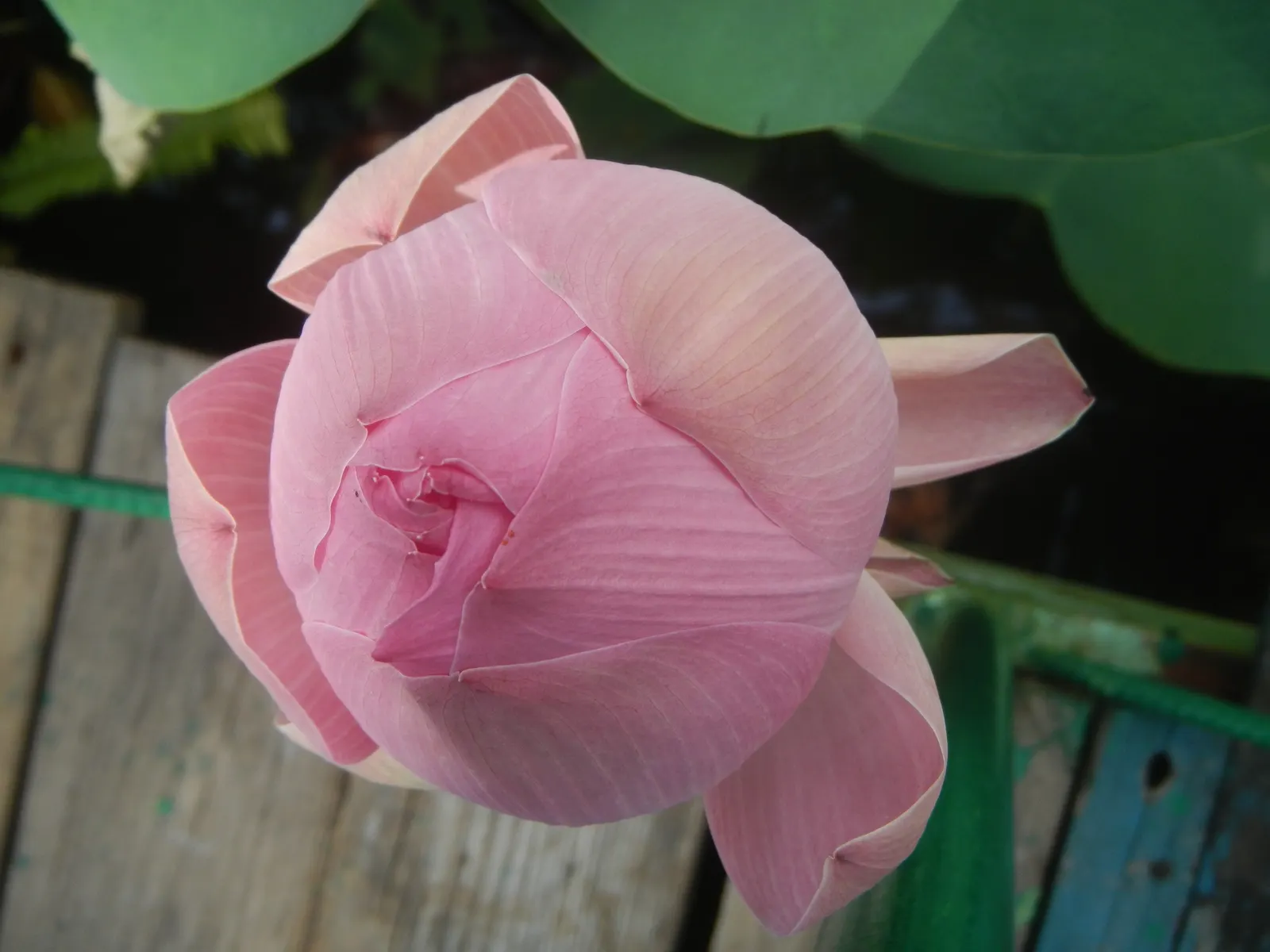 Lotus (Nelumbo Nucifera) — ensure ample space for growth and consider the impressive size of their leaves and flowers