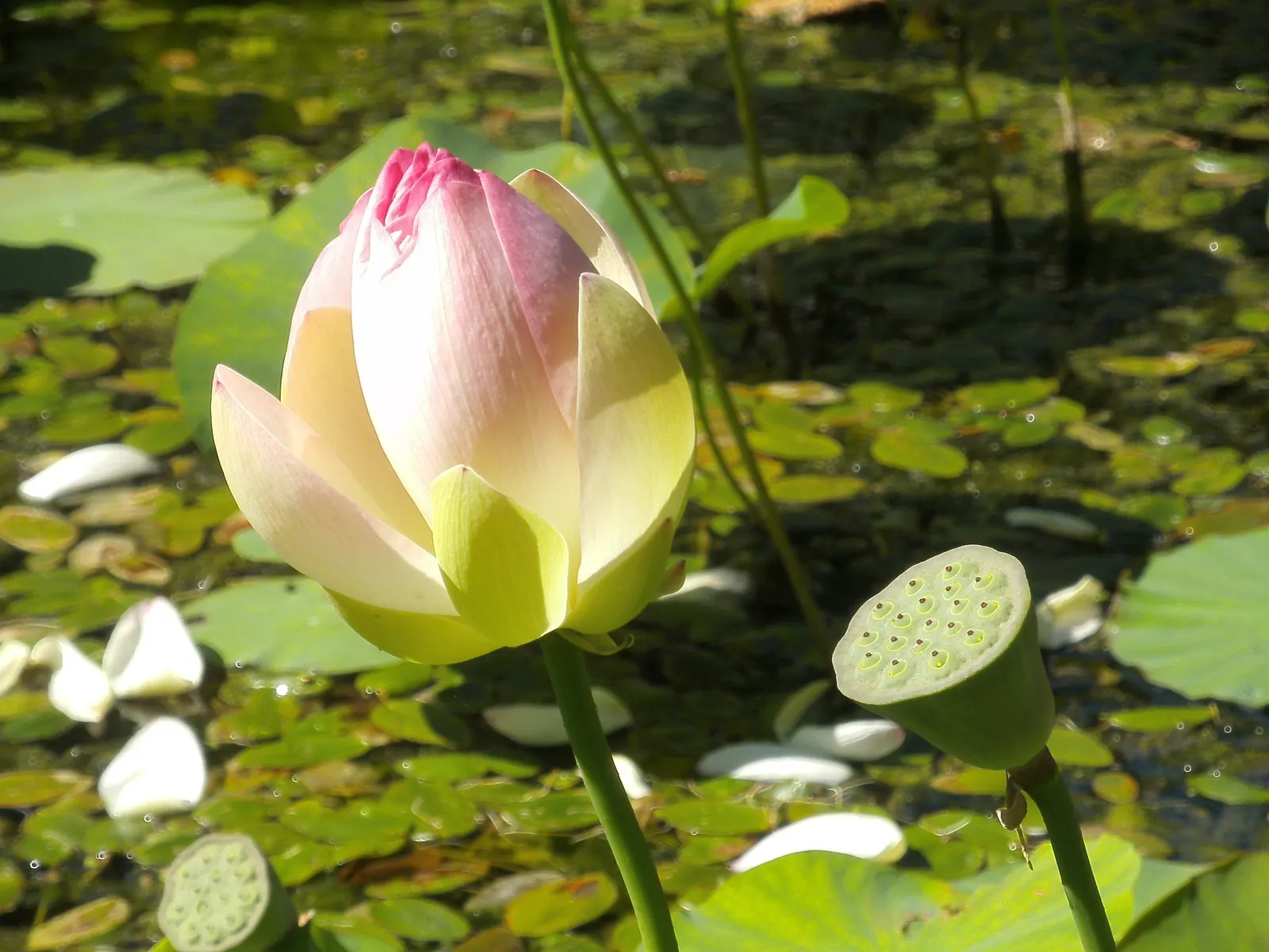 Lotus (Nelumbo Nucifera) — pink and white flowers in the garden