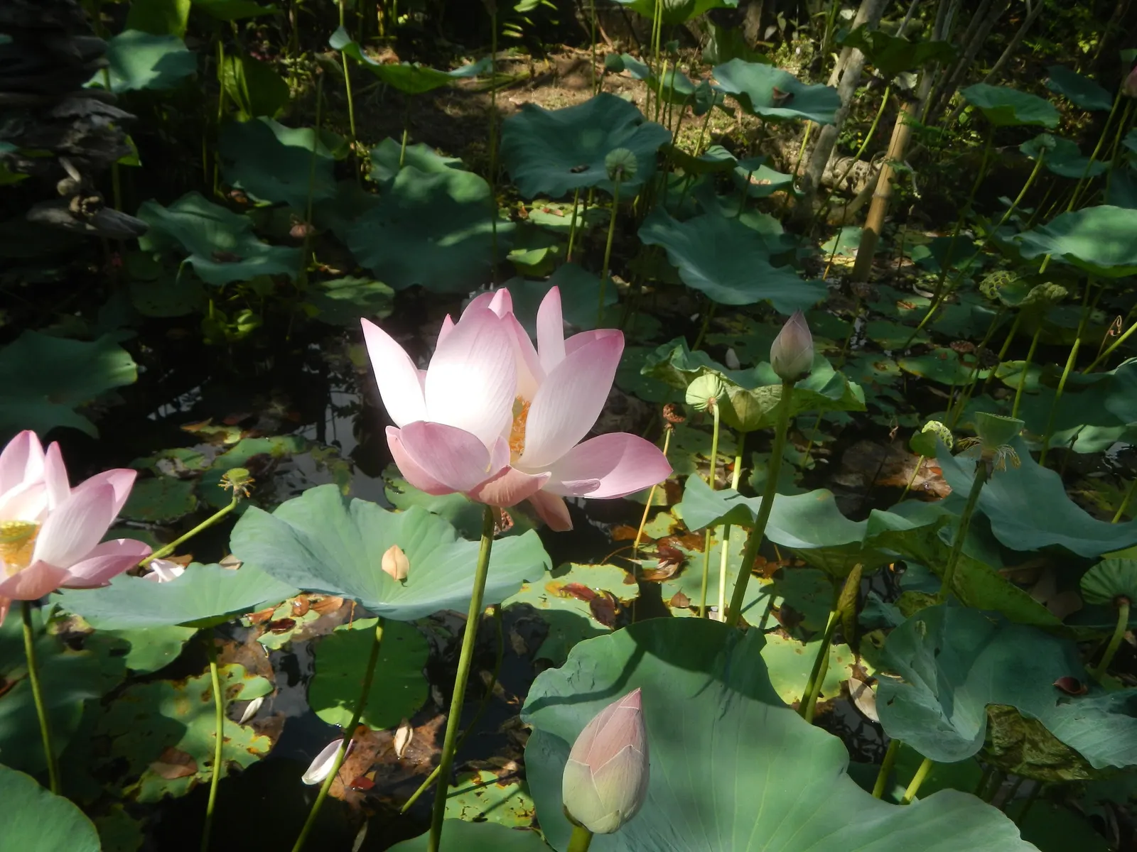 Lotus (Nelumbo Nucifera) — displaying an impressive 'lotus effect' where water beads off