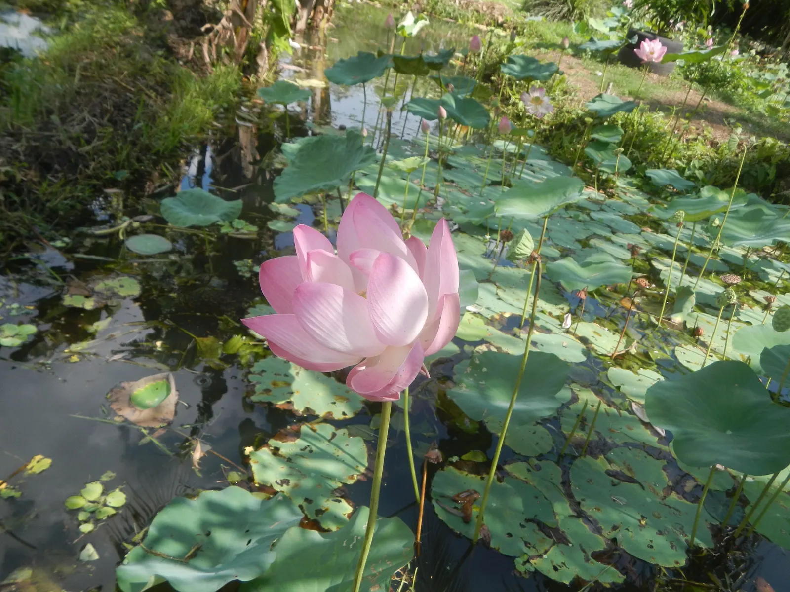 Lotus (Nelumbo Nucifera) — also revered as the Sacred Lotus