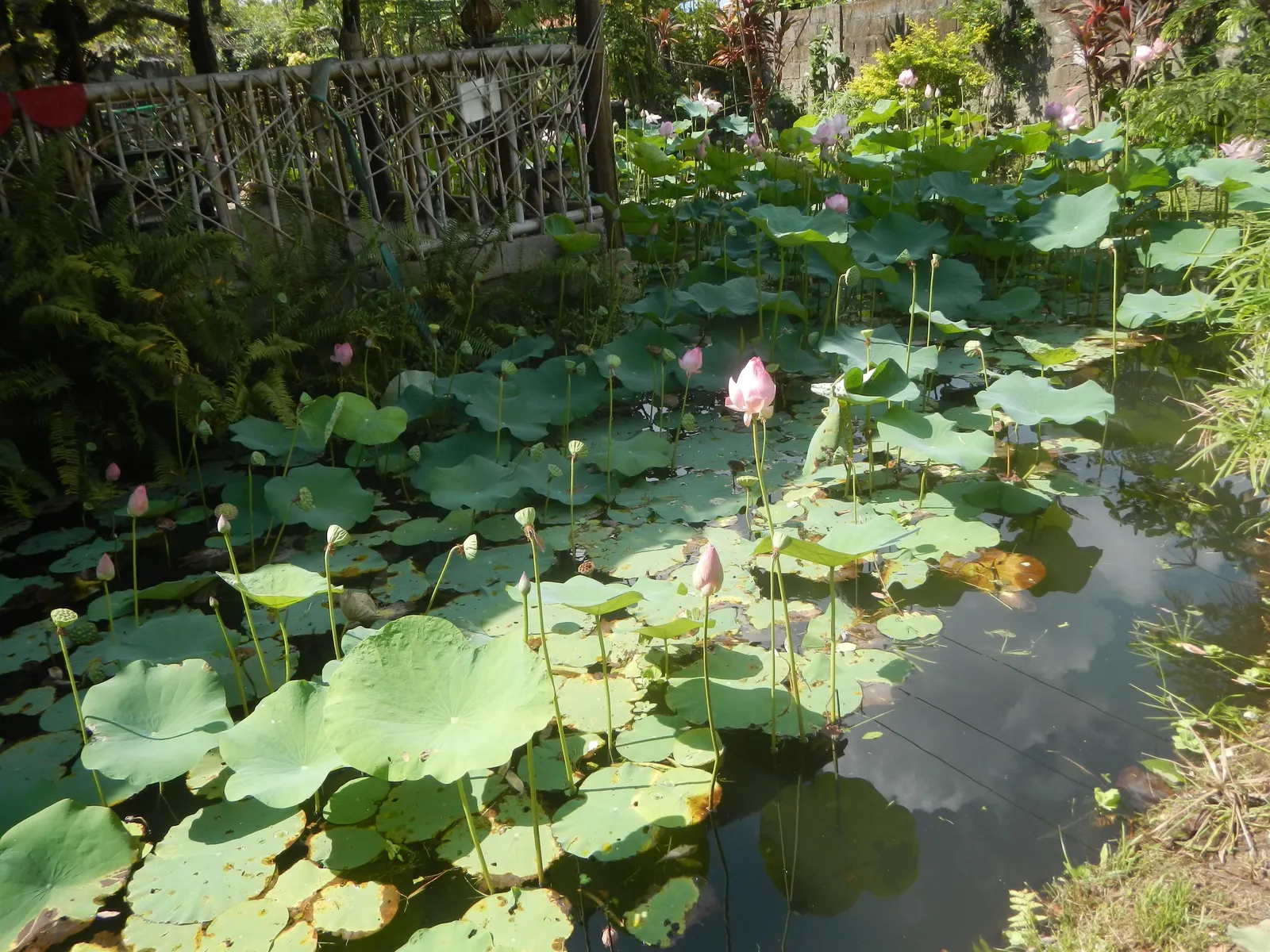 Lotus (Nelumbo Nucifera) — Leaves reach up to 24 inches in diameter; with their leaf diameters spanning up to 2 feet, image 56
