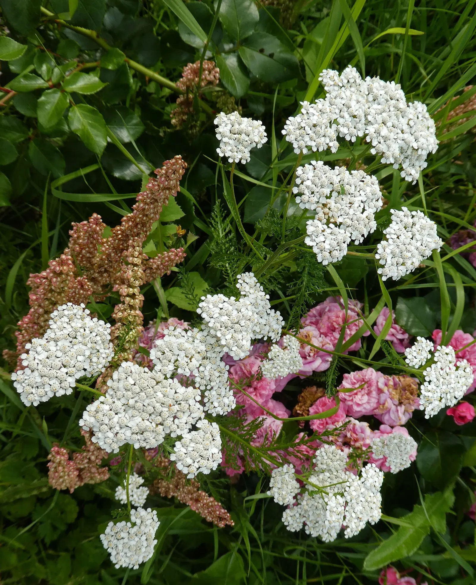 Common Yarrow (Achillea Millefolium) — but varieties can offer shades of pink