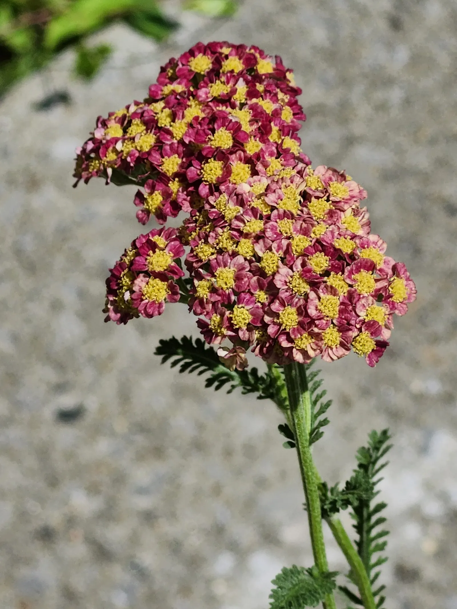 Common Yarrow (Achillea Millefolium) — and yellow.<br><br>Flowering from early summer to early fall
