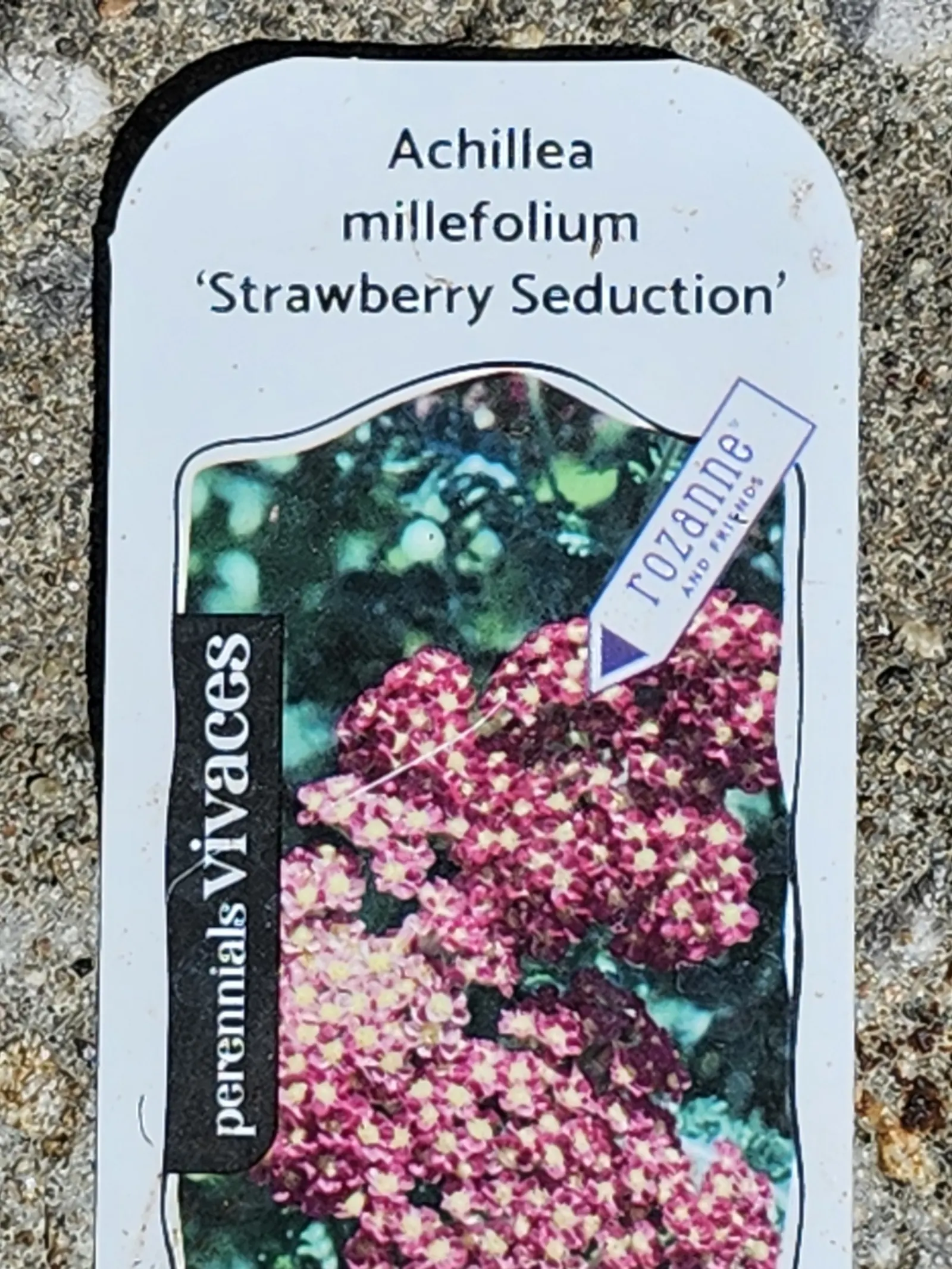Common Yarrow (Achillea Millefolium) — Ideal for borders or wildflower gardens