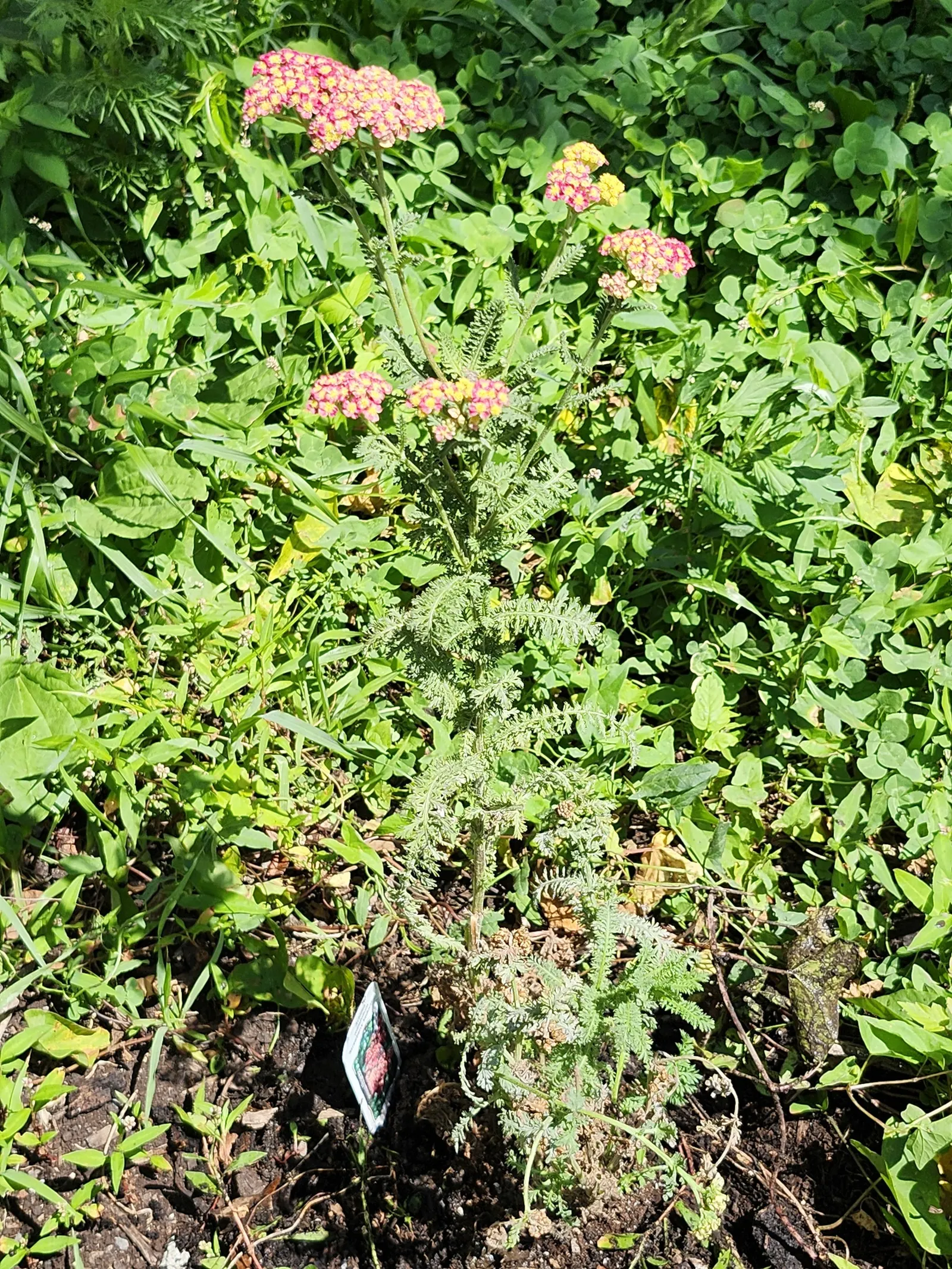 Common Yarrow (Achillea Millefolium) — creating a lush carpet of fern-like foliage