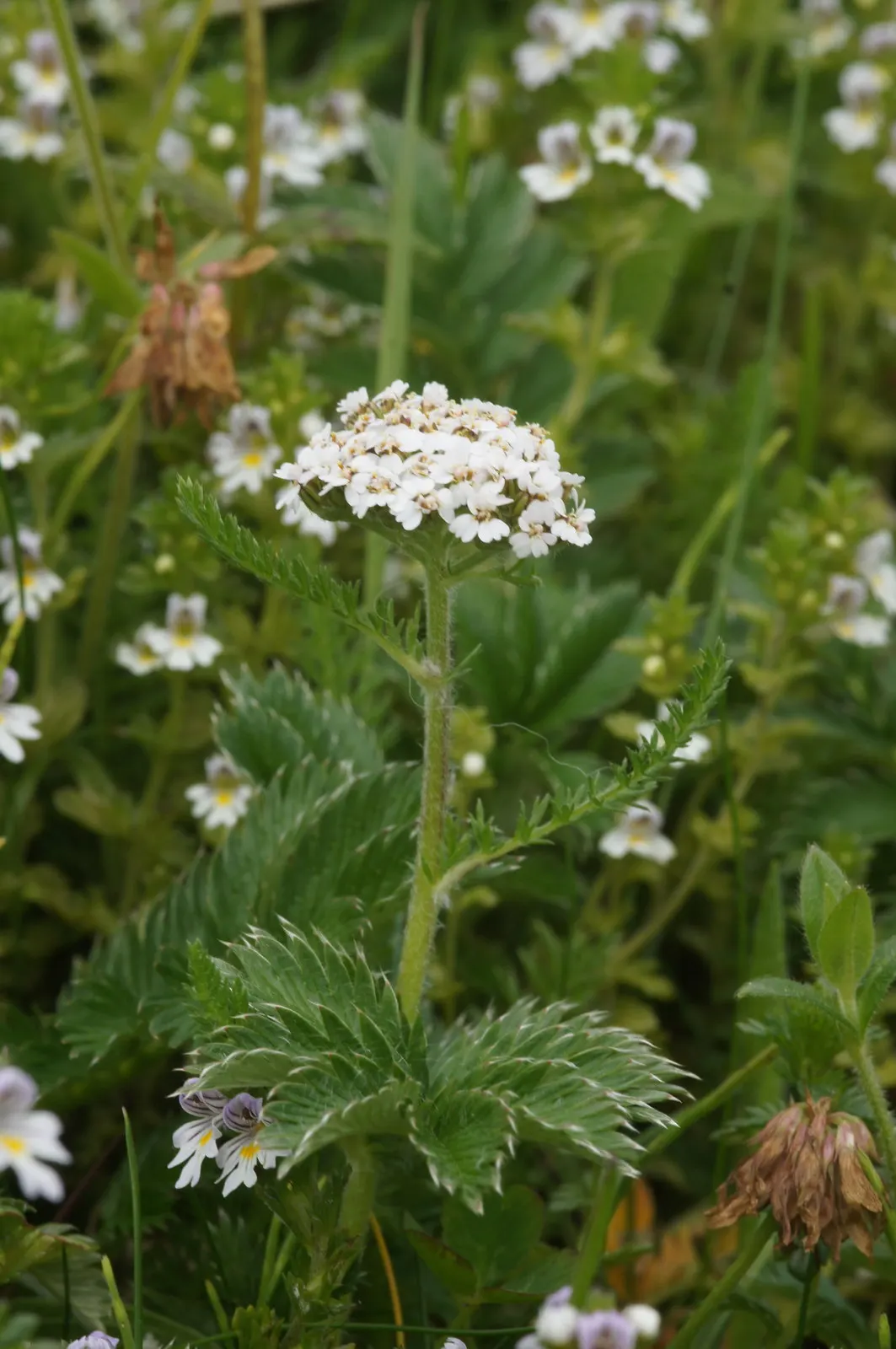 Common Yarrow (Achillea Millefolium) — It thrives in full sun and adapts to poor, dry soils, spacing 1-2 feet apart