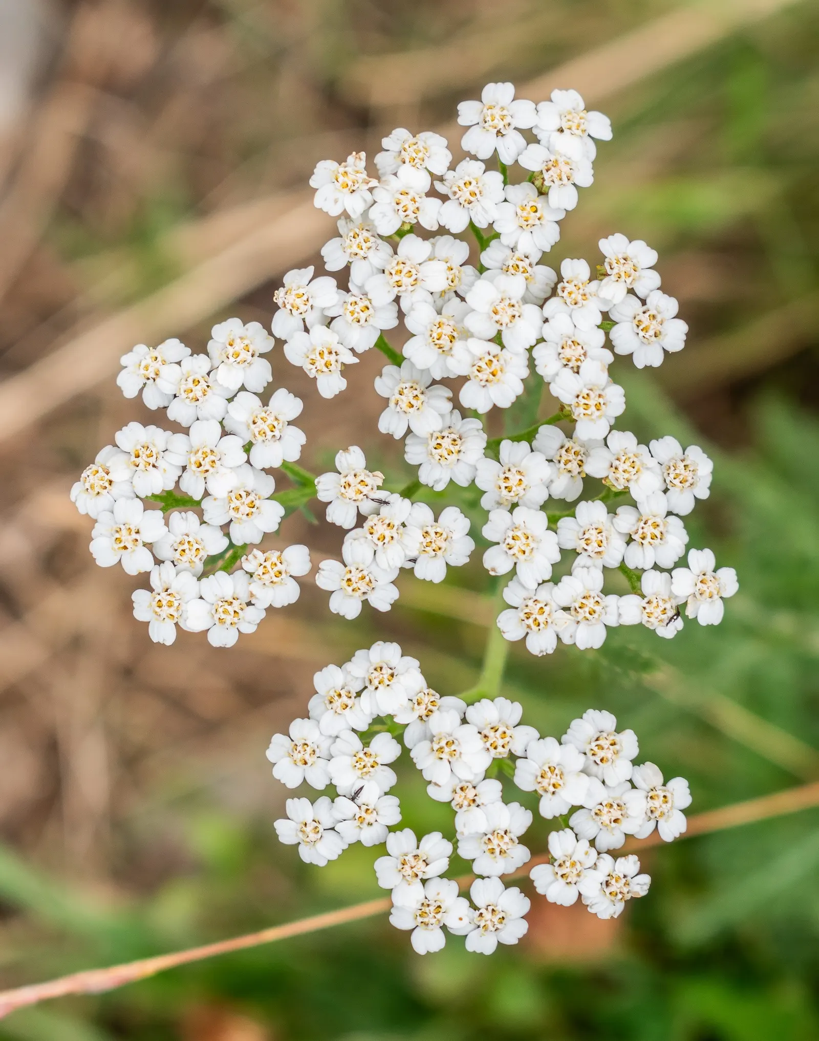 Common Yarrow (Achillea Millefolium) — This tenacious plant typically reaches between 1 to 3 feet in height and spans similarly in width