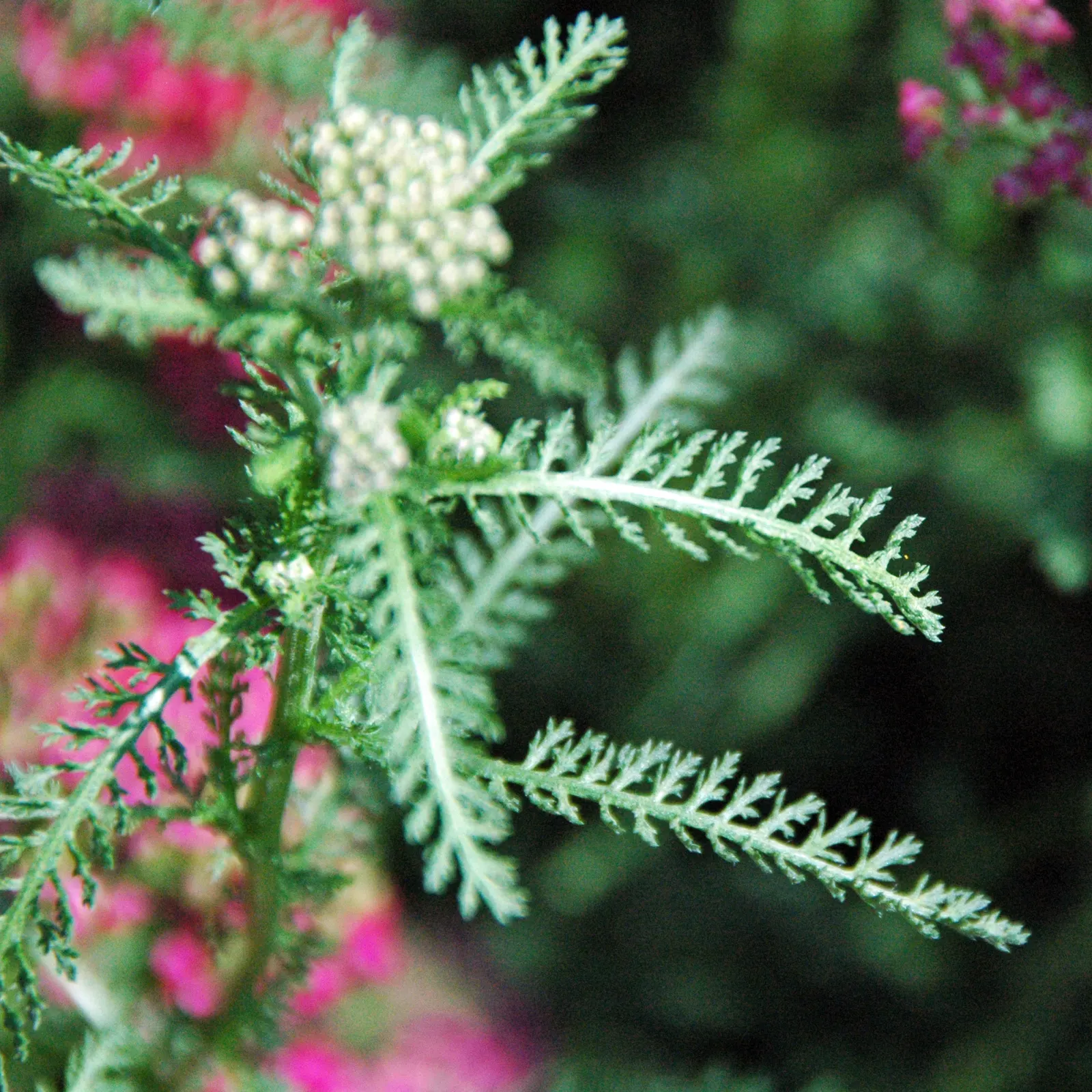 Common Yarrow (Achillea Millefolium) — as it requires minimal water once established - a testament to its drought-resistant nature