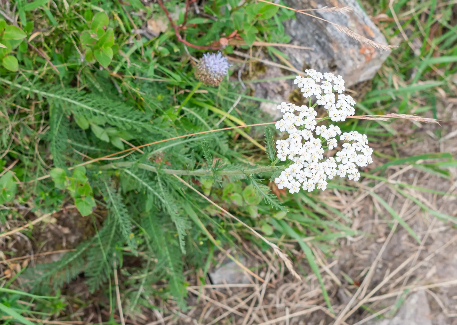Common Yarrow (Achillea Millefolium) — commonly known as Common Yarrow