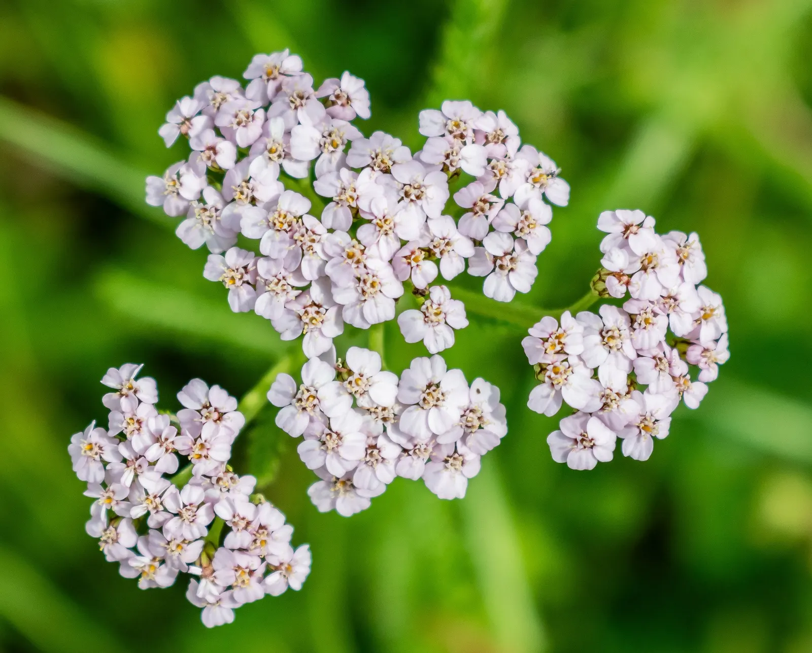 Common Yarrow (Achillea Millefolium) — This drought-tolerant plant attracts pollinators while resisting deer