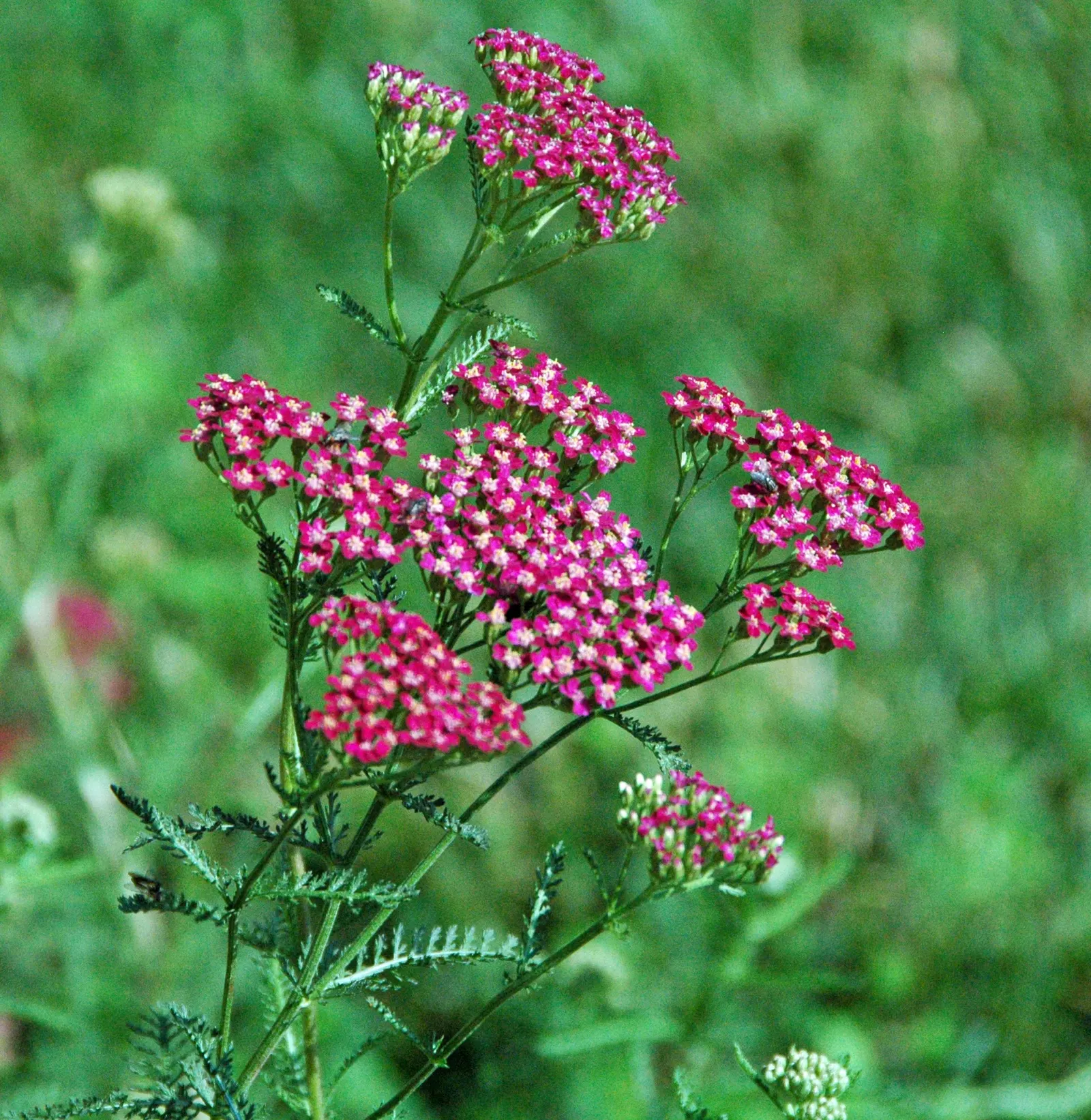 Common Yarrow (Achillea Millefolium) — This plant thrives in hardiness zones 3 through 9, demonstrating its tolerance for a wide range of climates