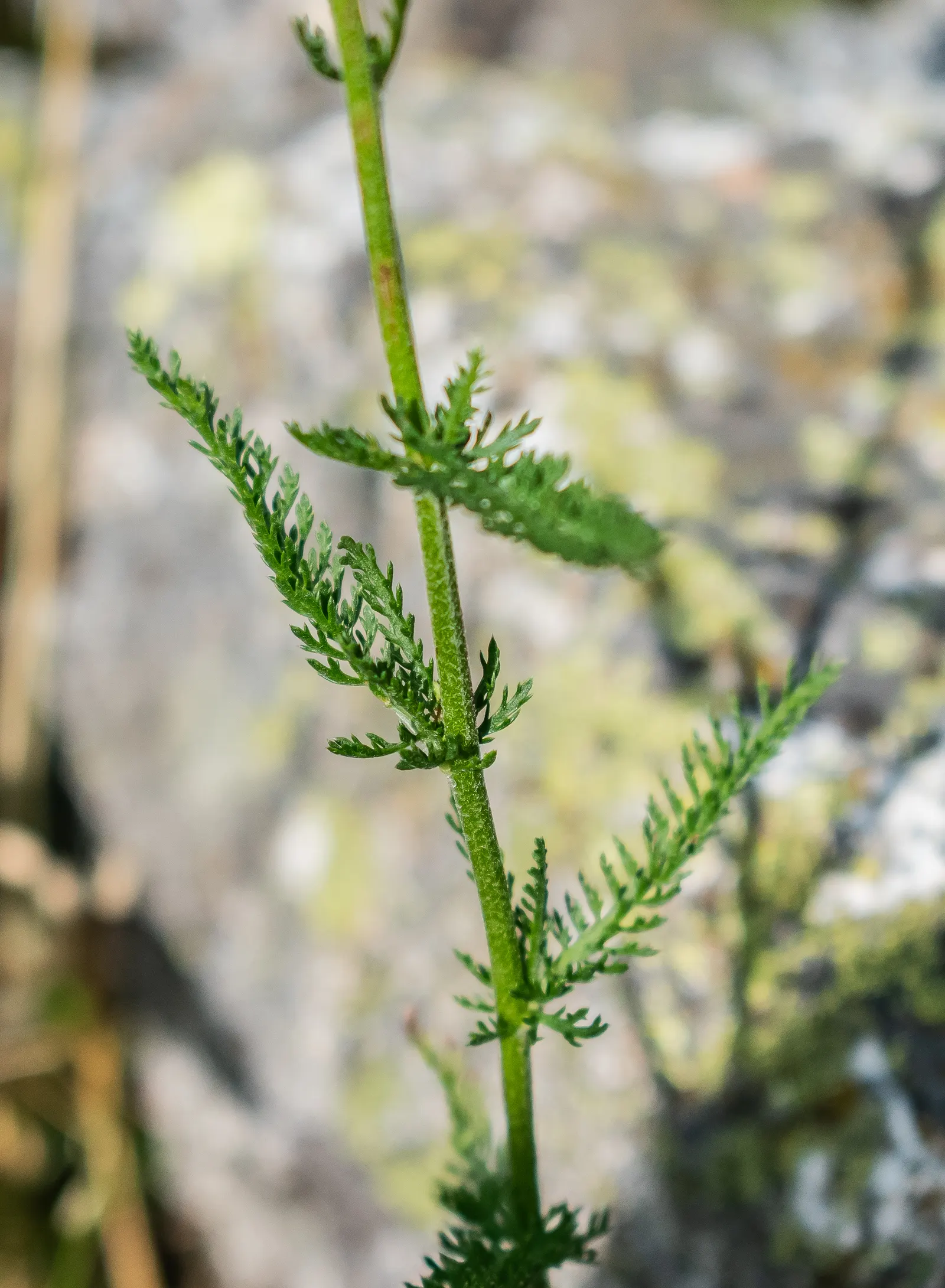 Common Yarrow (Achillea Millefolium) — These blooms, reaching up to 3 feet, vary from white to pink