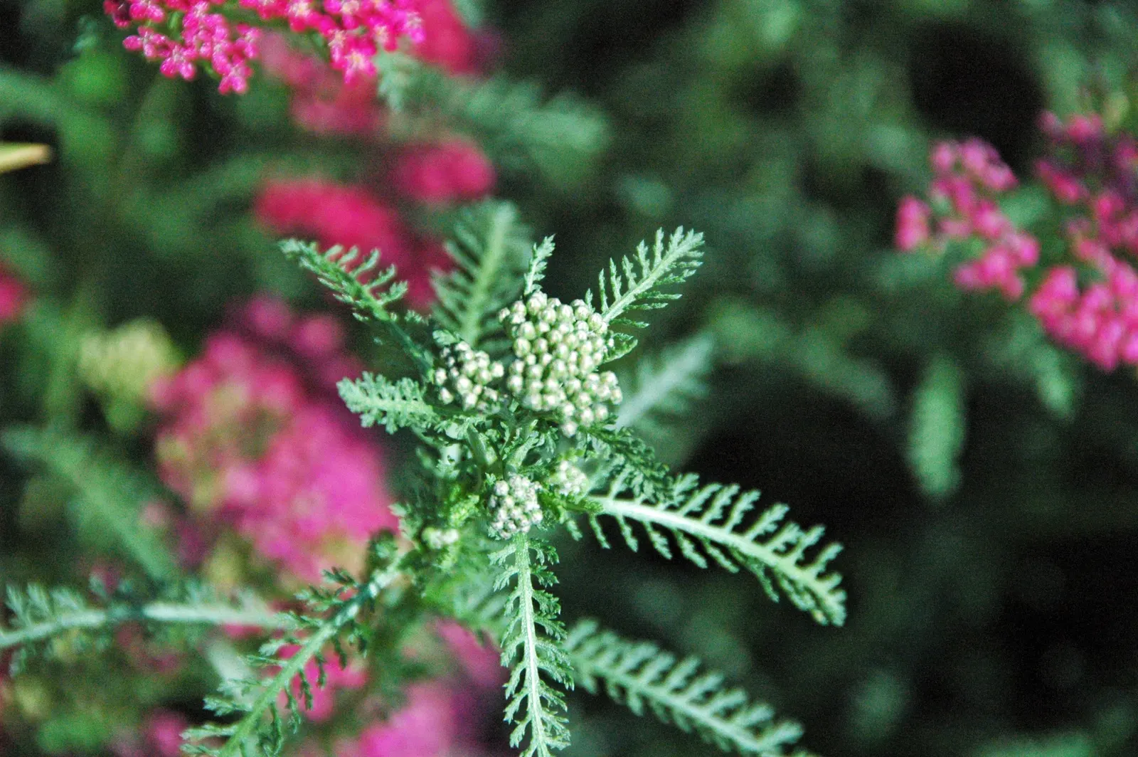 Common Yarrow (Achillea Millefolium) — and it excels in well-drained soil