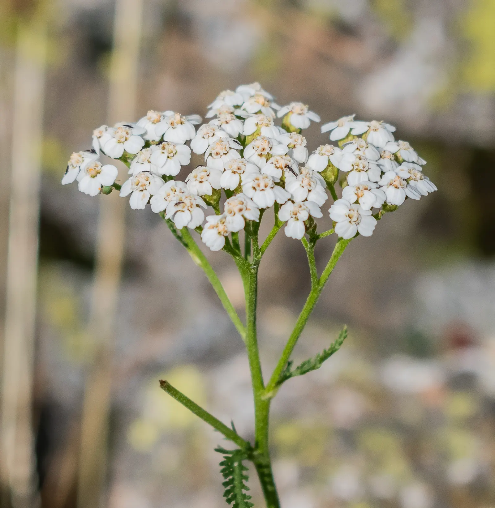 Common Yarrow (Achillea Millefolium) — daisy-like flowers emerge in an array of colors - most commonly white