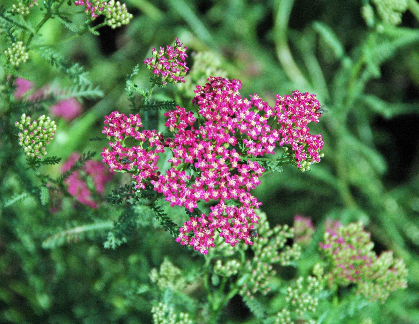 Common Yarrow (Achillea Millefolium) — Yarrow prefers full sun but can tolerate partial shade