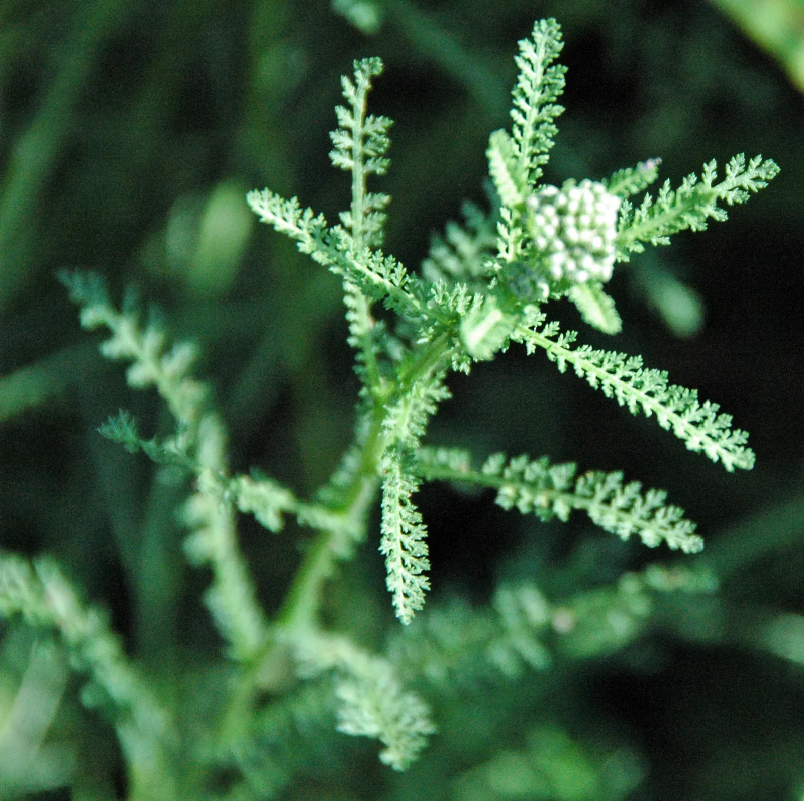 Common Yarrow (Achillea Millefolium) — Yarrow is an exceptional choice