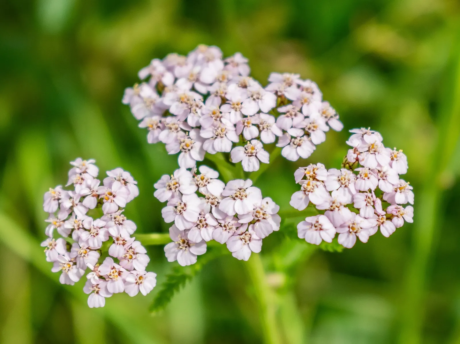 Common Yarrow (Achillea Millefolium) — is a hardy perennial with feathery foliage and flat-topped flower clusters
