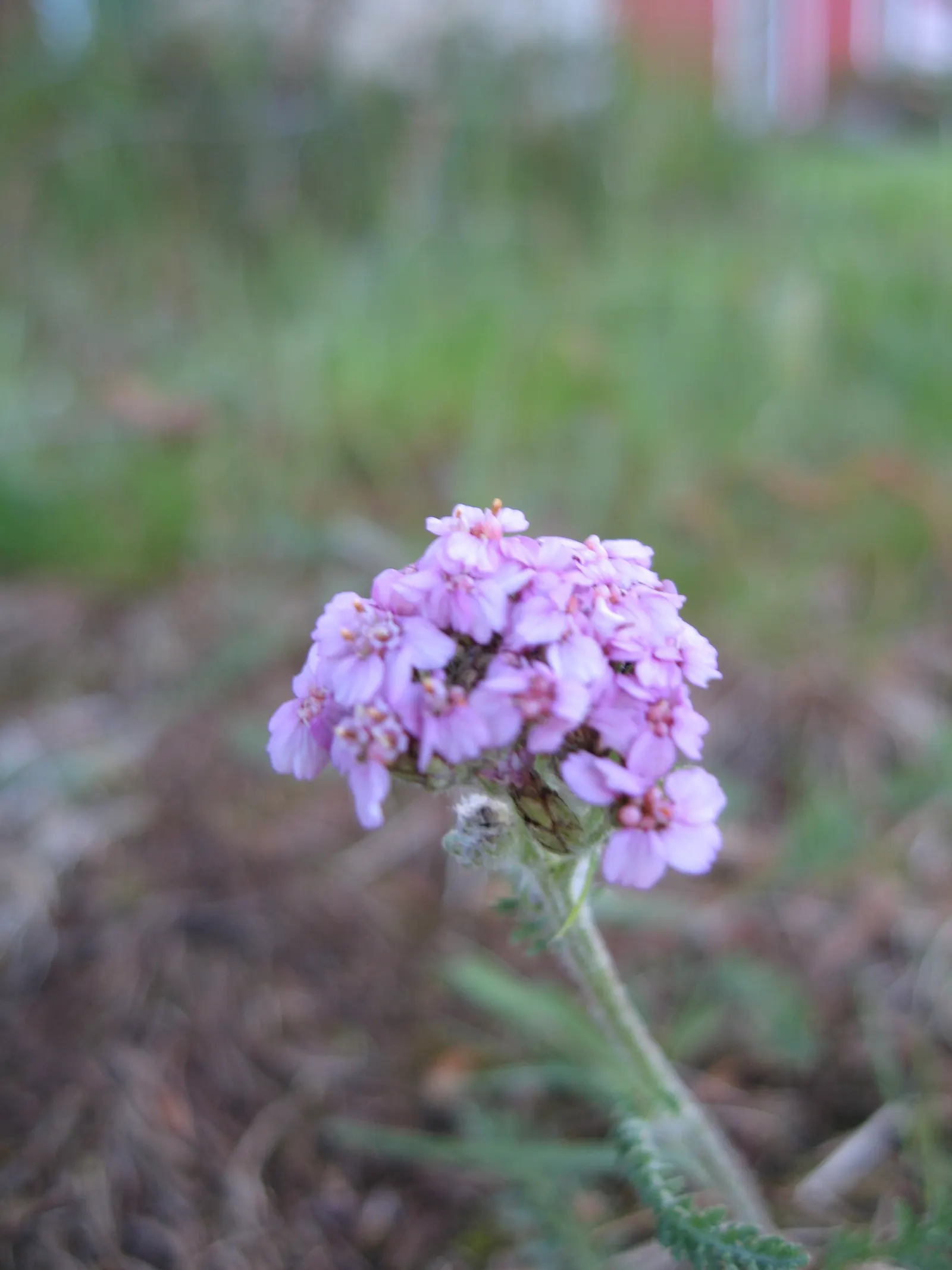 Common Yarrow (Achillea Millefolium) — Its foliage exudes a distinct