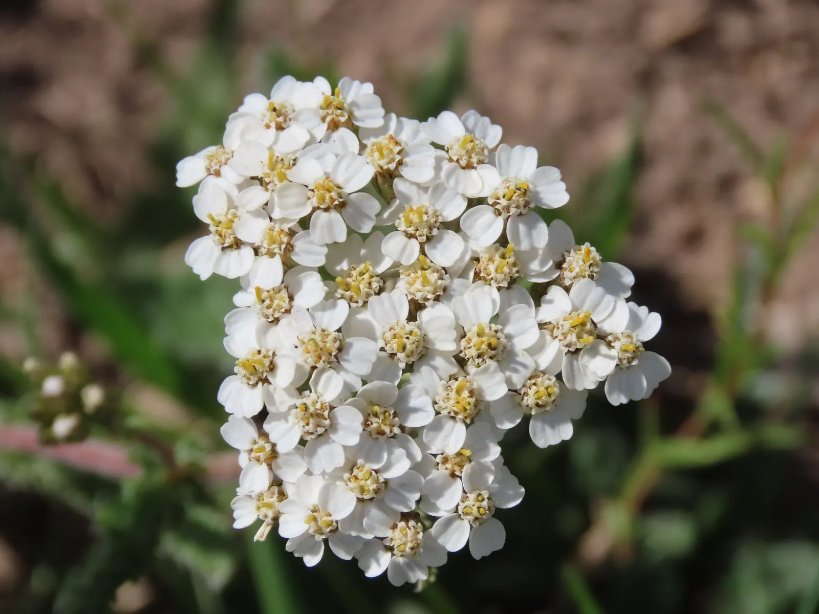 Common Yarrow (Achillea Millefolium) — Yarrow provides a long season of vibrant color and attracts a multitude of beneficial pollinators