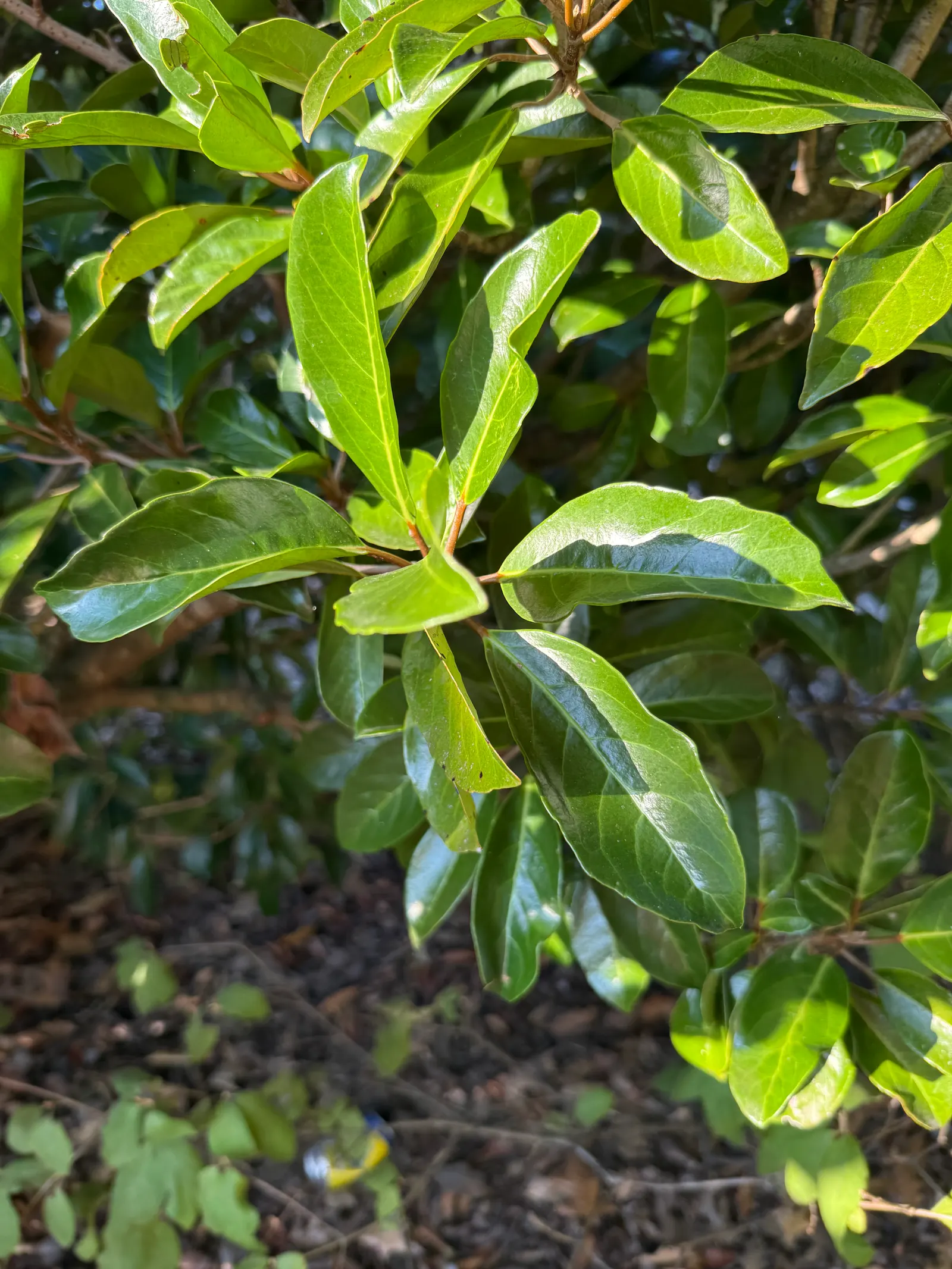 Chindo Sweet Viburnum (Viburnum 'Chindo') — evergreen shrub with a dense