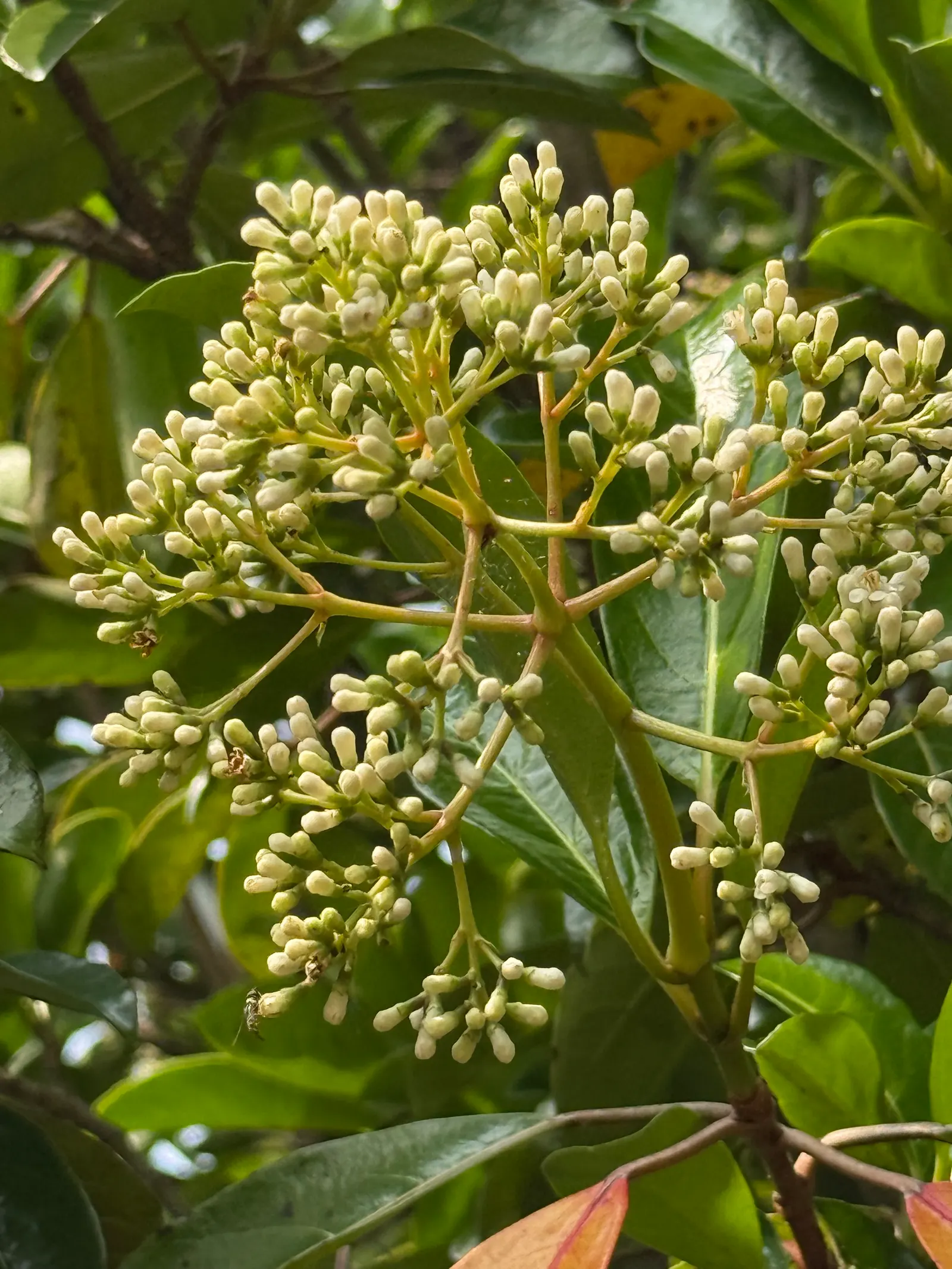 Chindo Sweet Viburnum (Viburnum 'Chindo') — it makes an excellent hedge or privacy screen