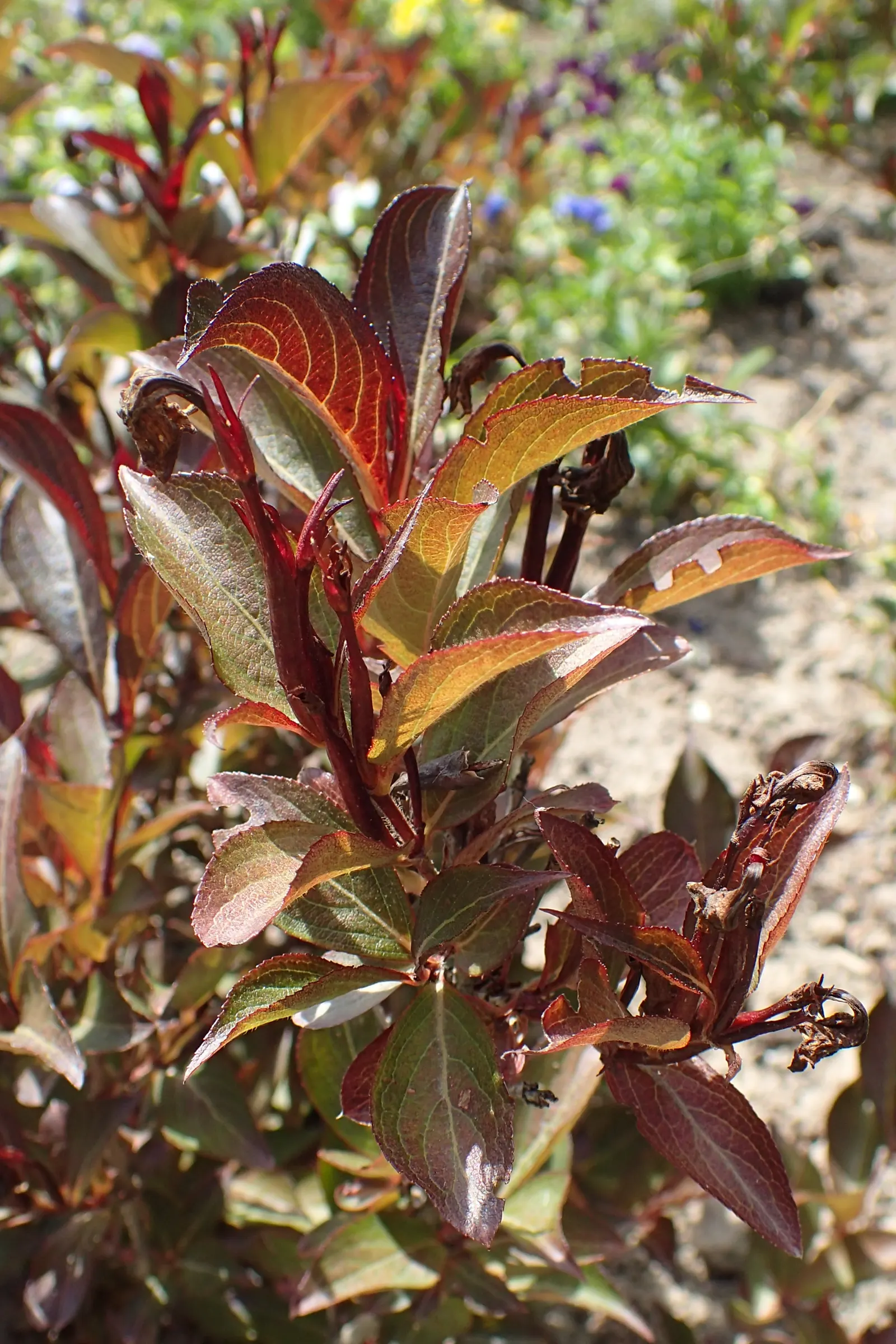 Wine & Roses® Weigela (Weigela florida) — commonly referred to as Wine & Roses® Weigela