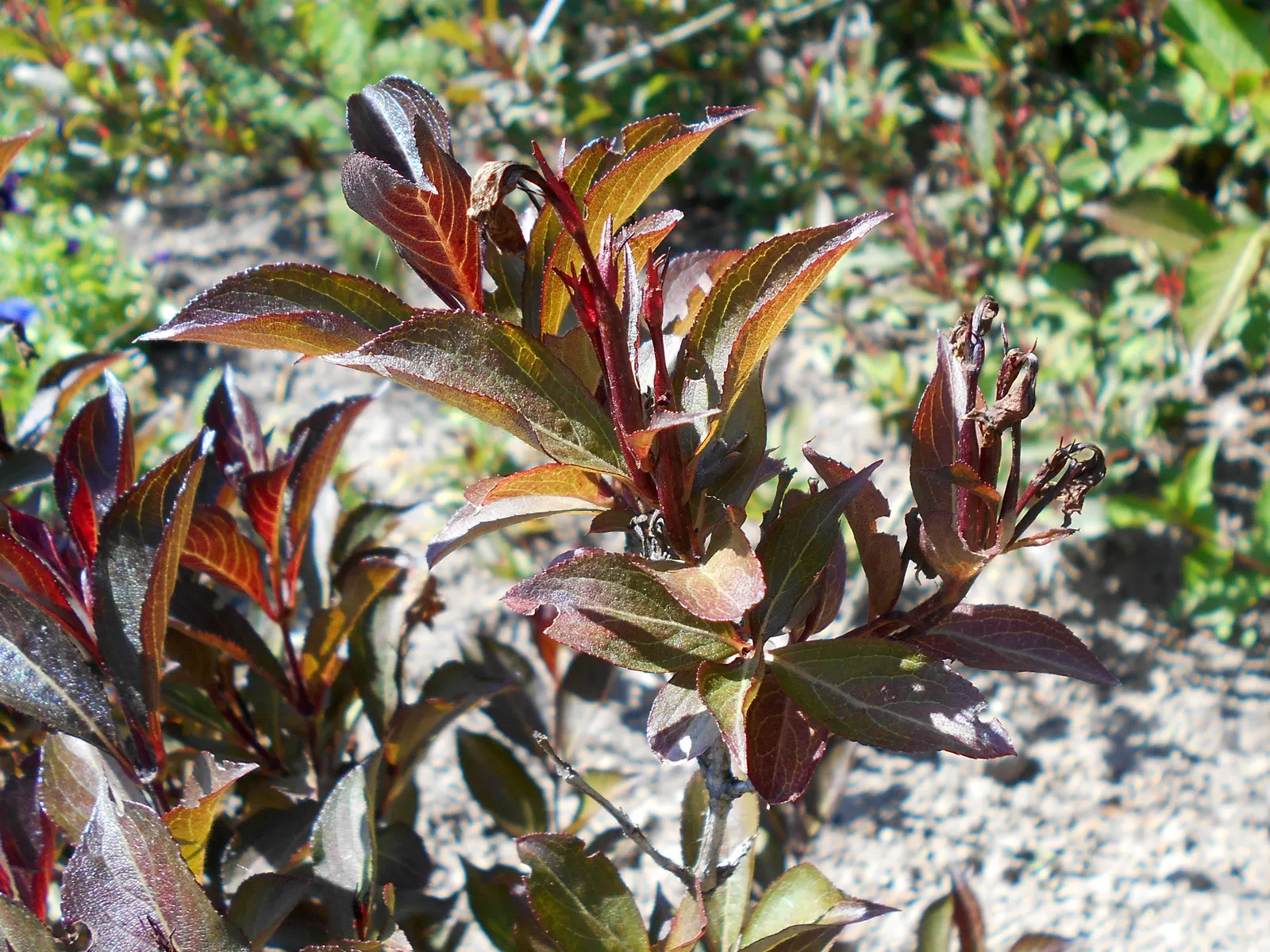Wine & Roses® Weigela (Weigela florida) — tubular flowers in spring