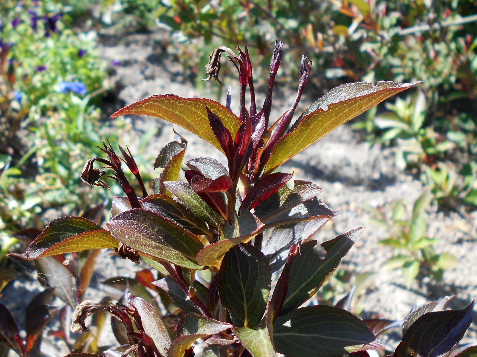 Wine & Roses® Weigela (Weigela florida) — it pairs rich black-purple foliage with a vivid flush of rosy pink