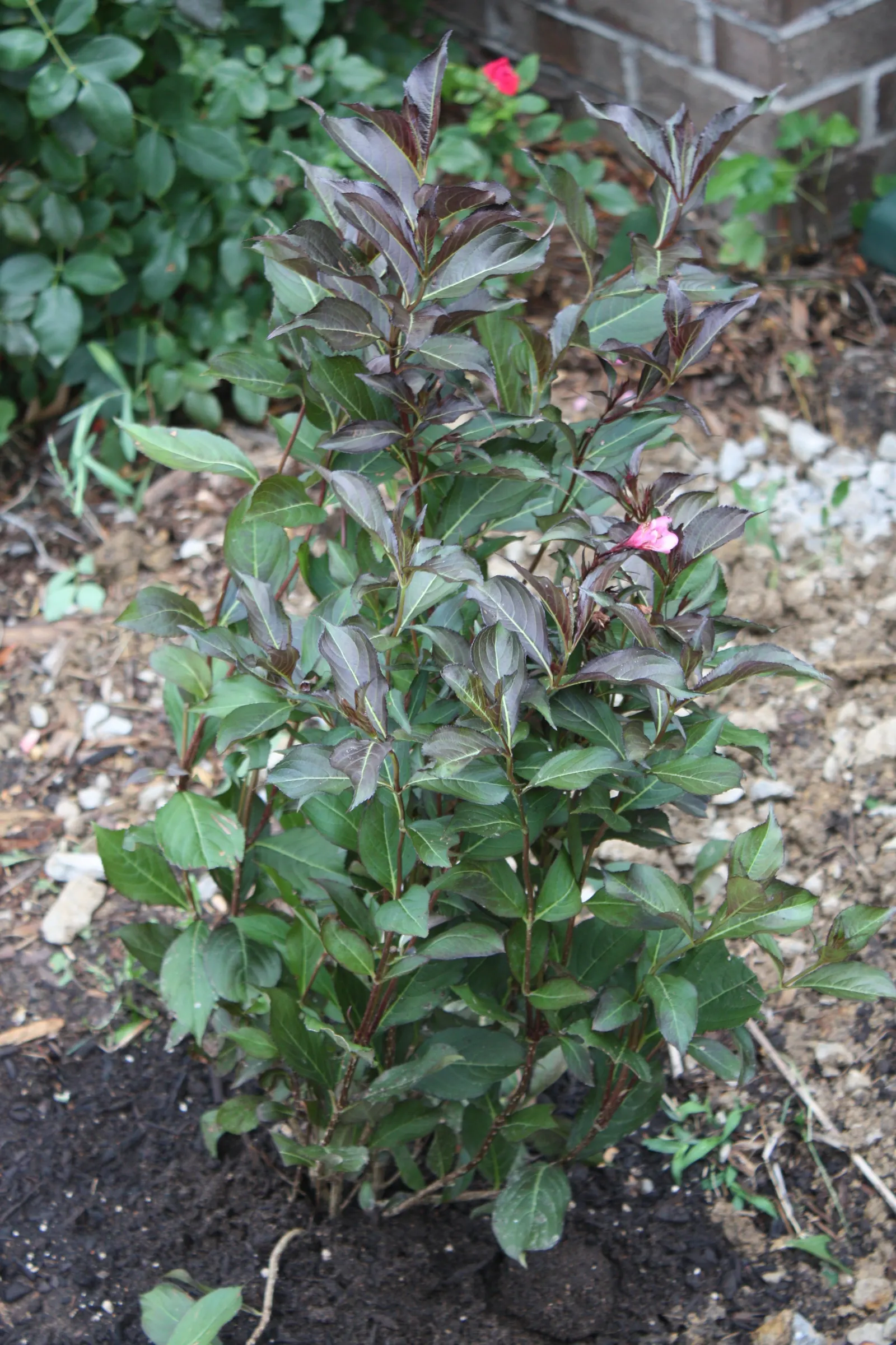 Wine & Roses® Weigela (Weigela florida) — From the Proven Winners® collection