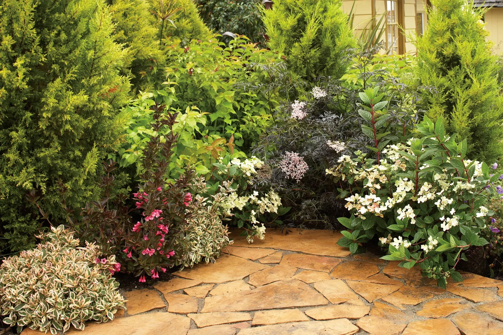 Wine & Roses® Weigela (Weigela florida) — with light summer rebloom possible