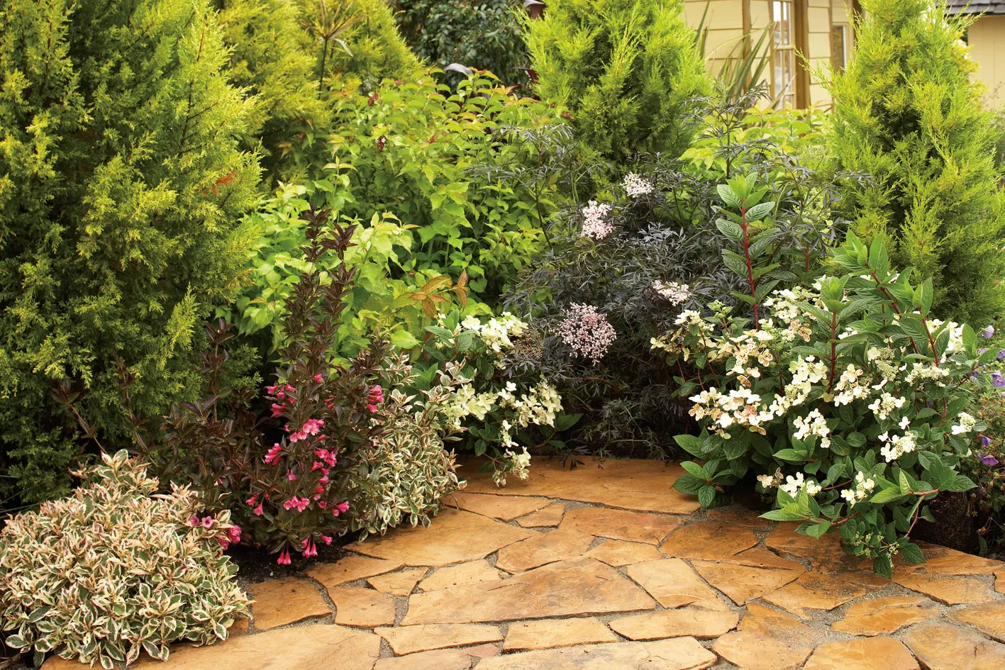 Wine & Roses® Weigela (Weigela florida) — Plant in full sun with average water and well-drained, adaptable soil; prune just after flowering