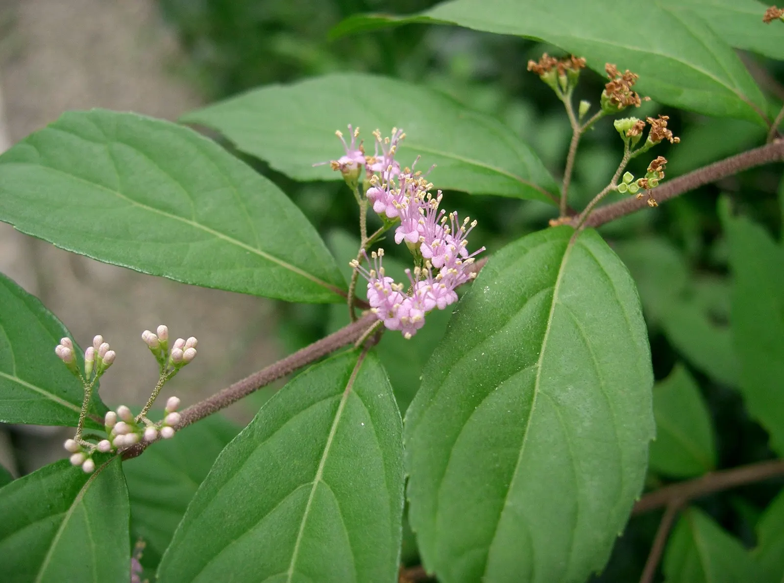 Purple Beautyberry, Chinese Beautyb (Callicarpa Dichotoma) — the Purple Beautyberry is relatively drought tolerant
